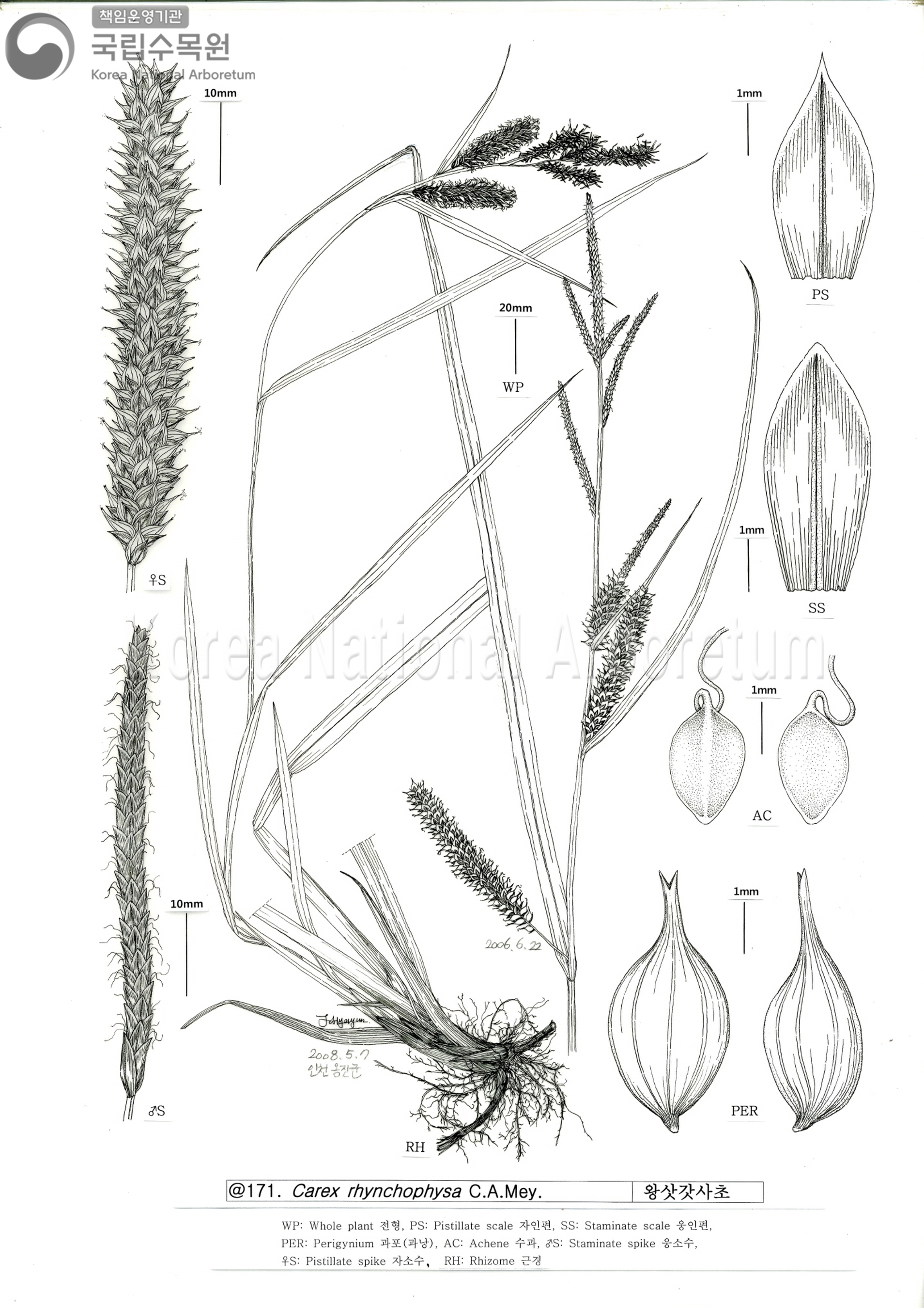 Plant Illustration Detailed View