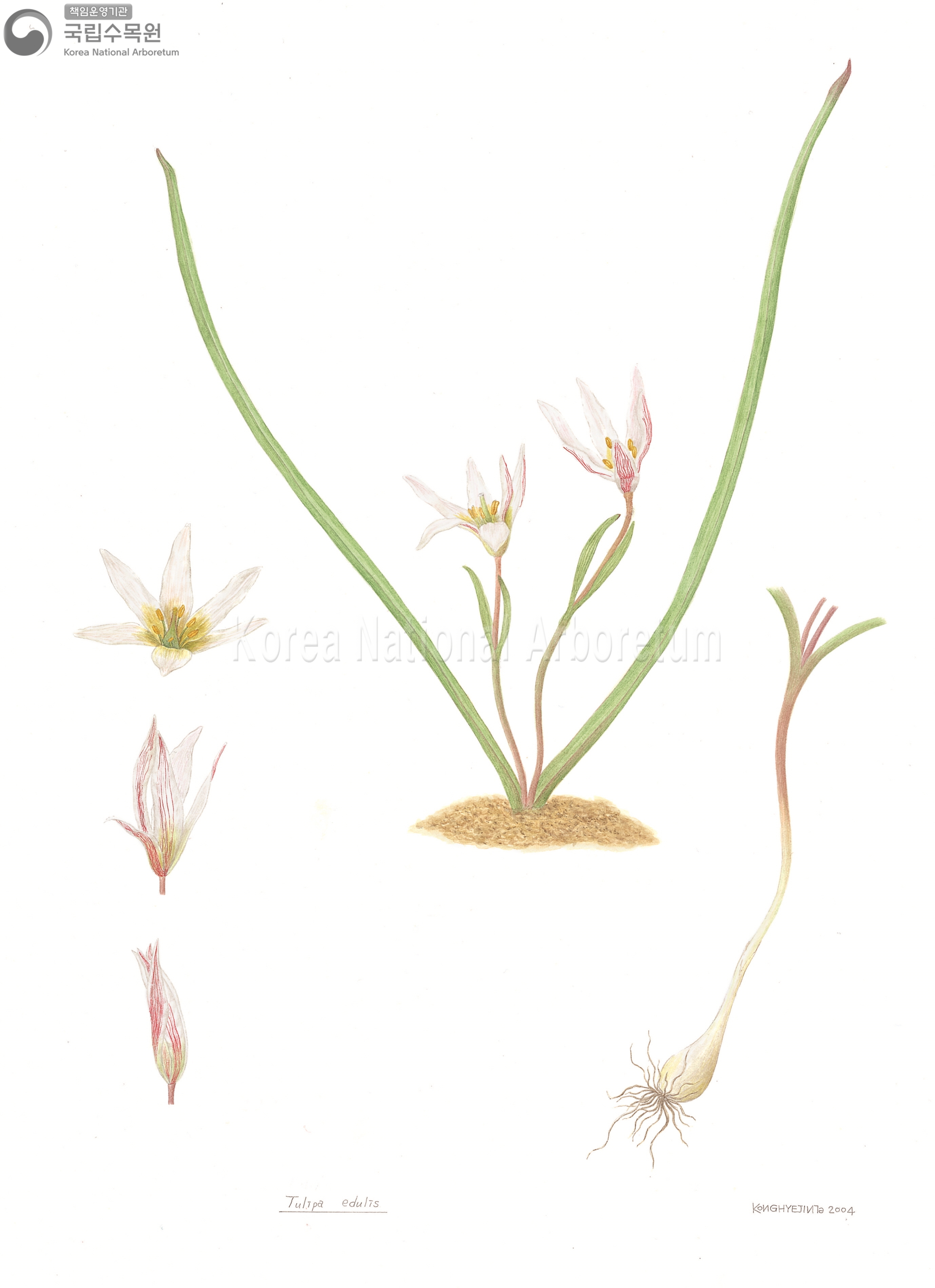 Plant Illustration Detailed View