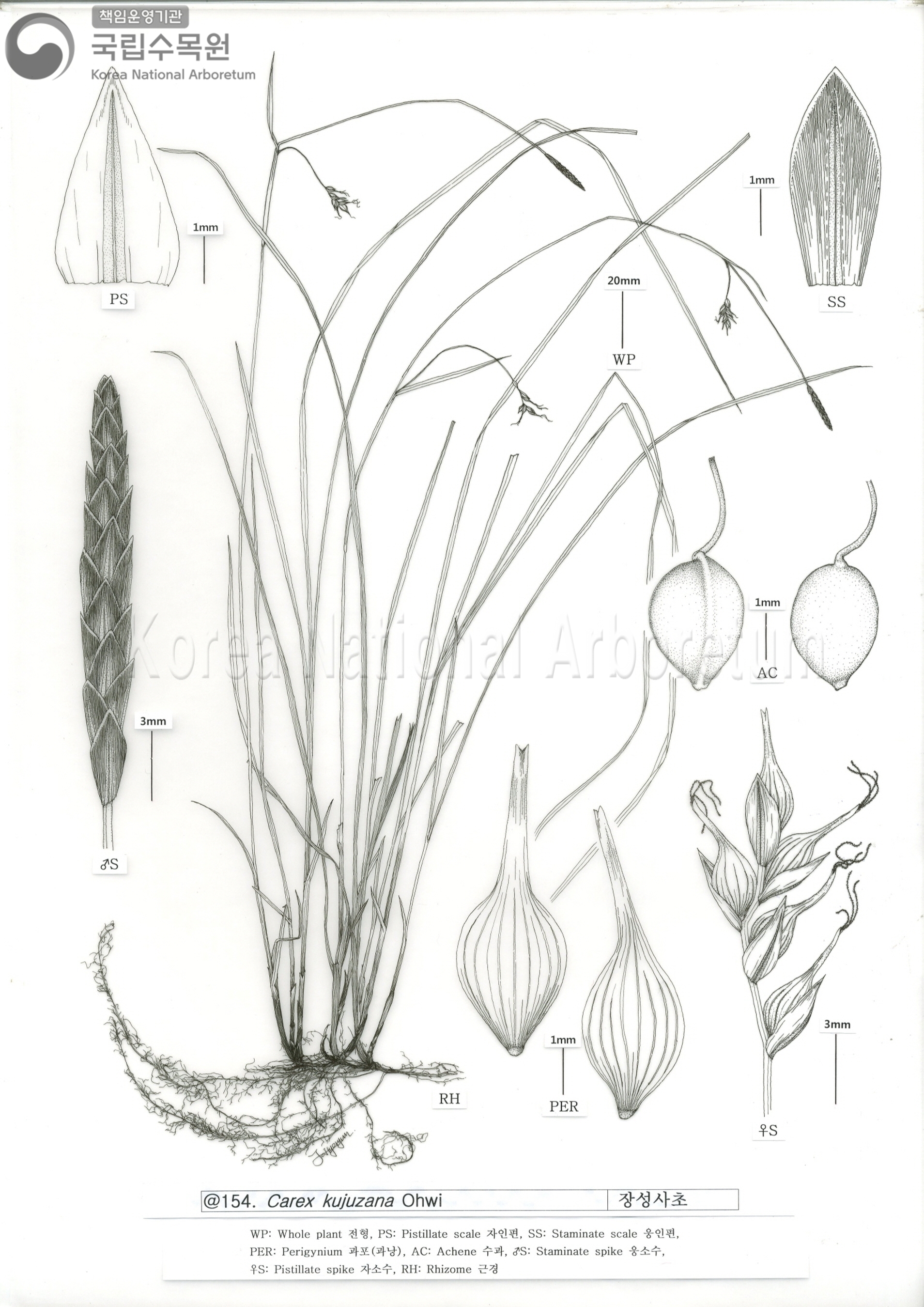 Plant Illustration Detailed View