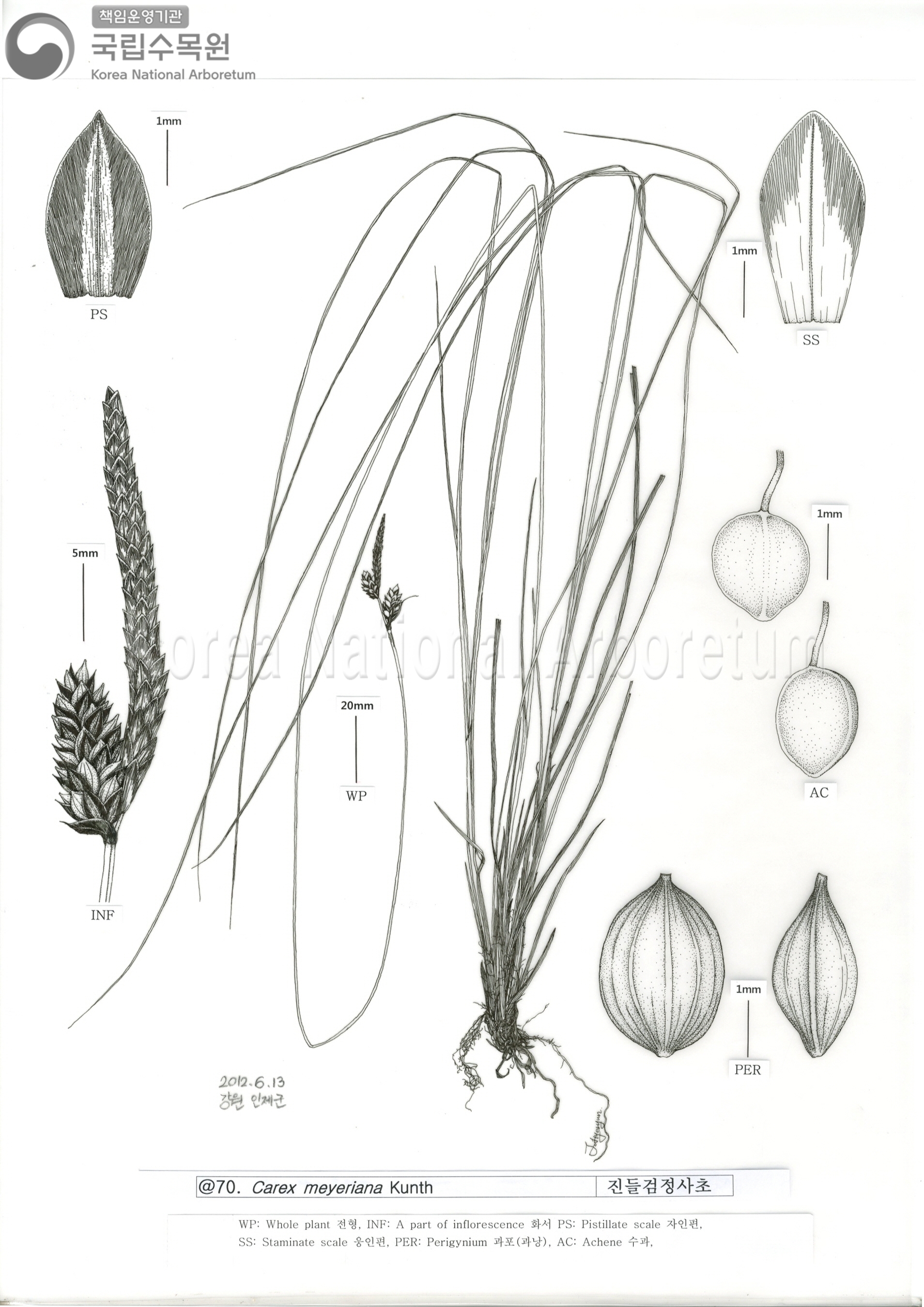 Plant Illustration Detailed View