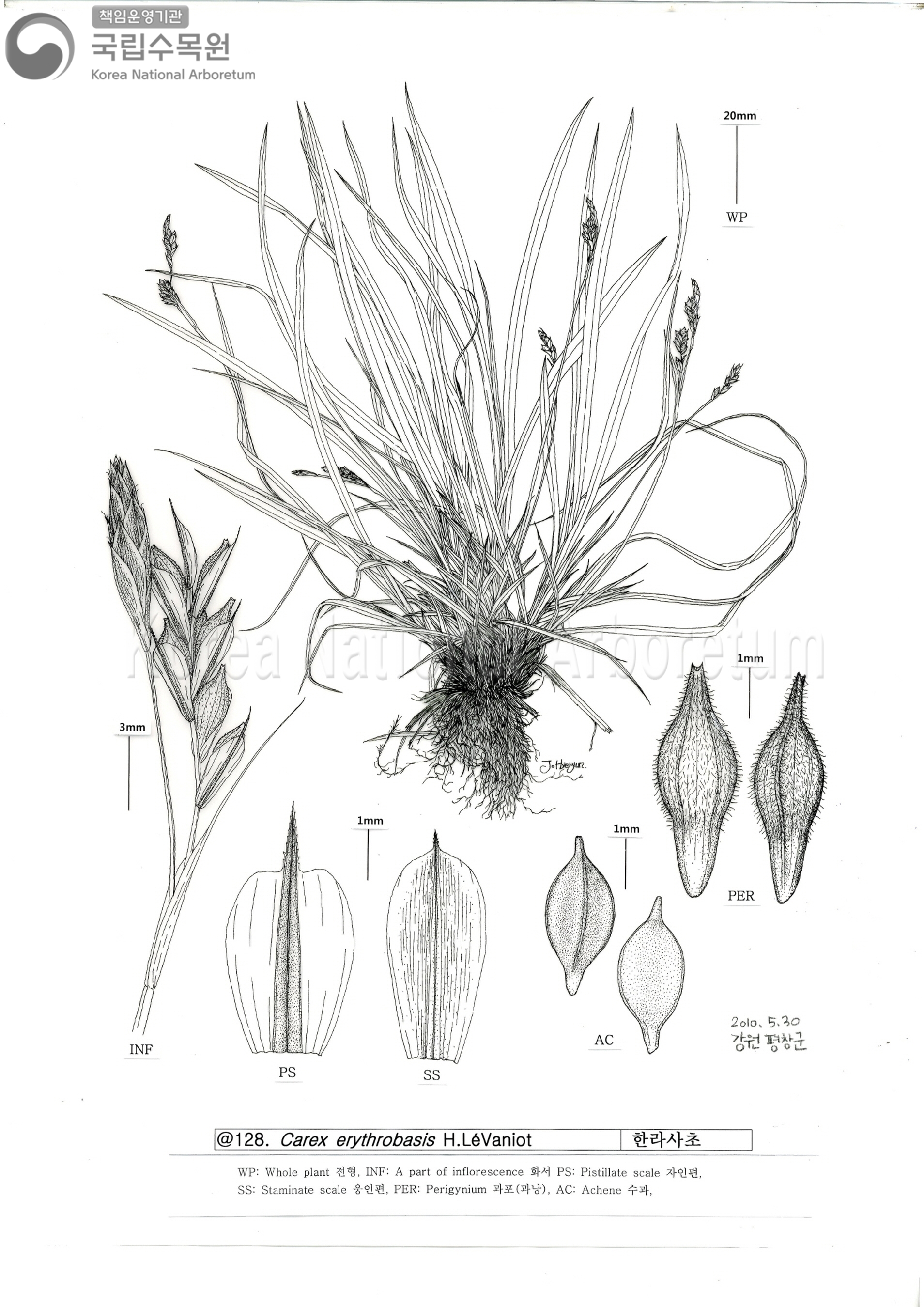 Plant Illustration Detailed View