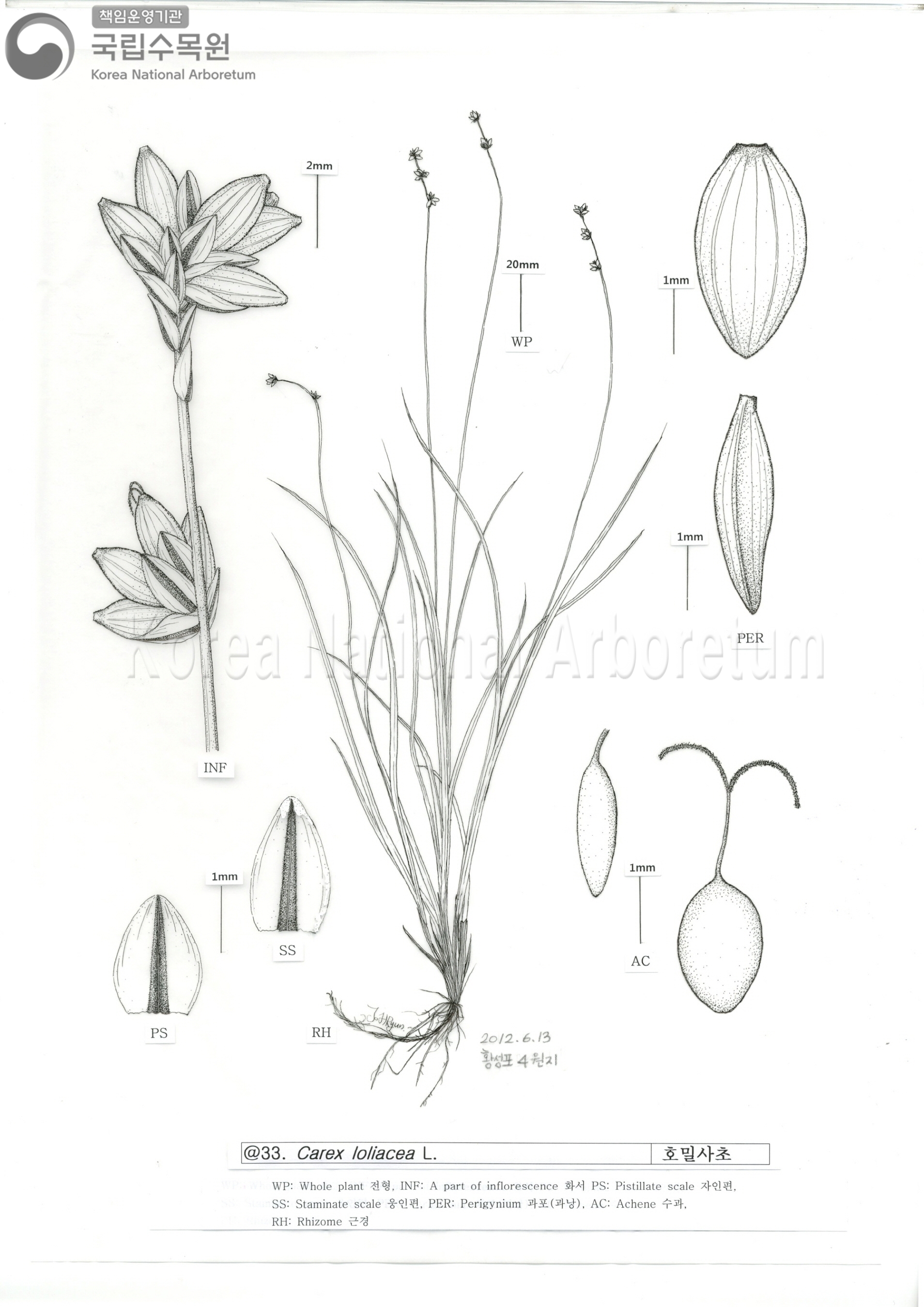 Plant Illustration Detailed View