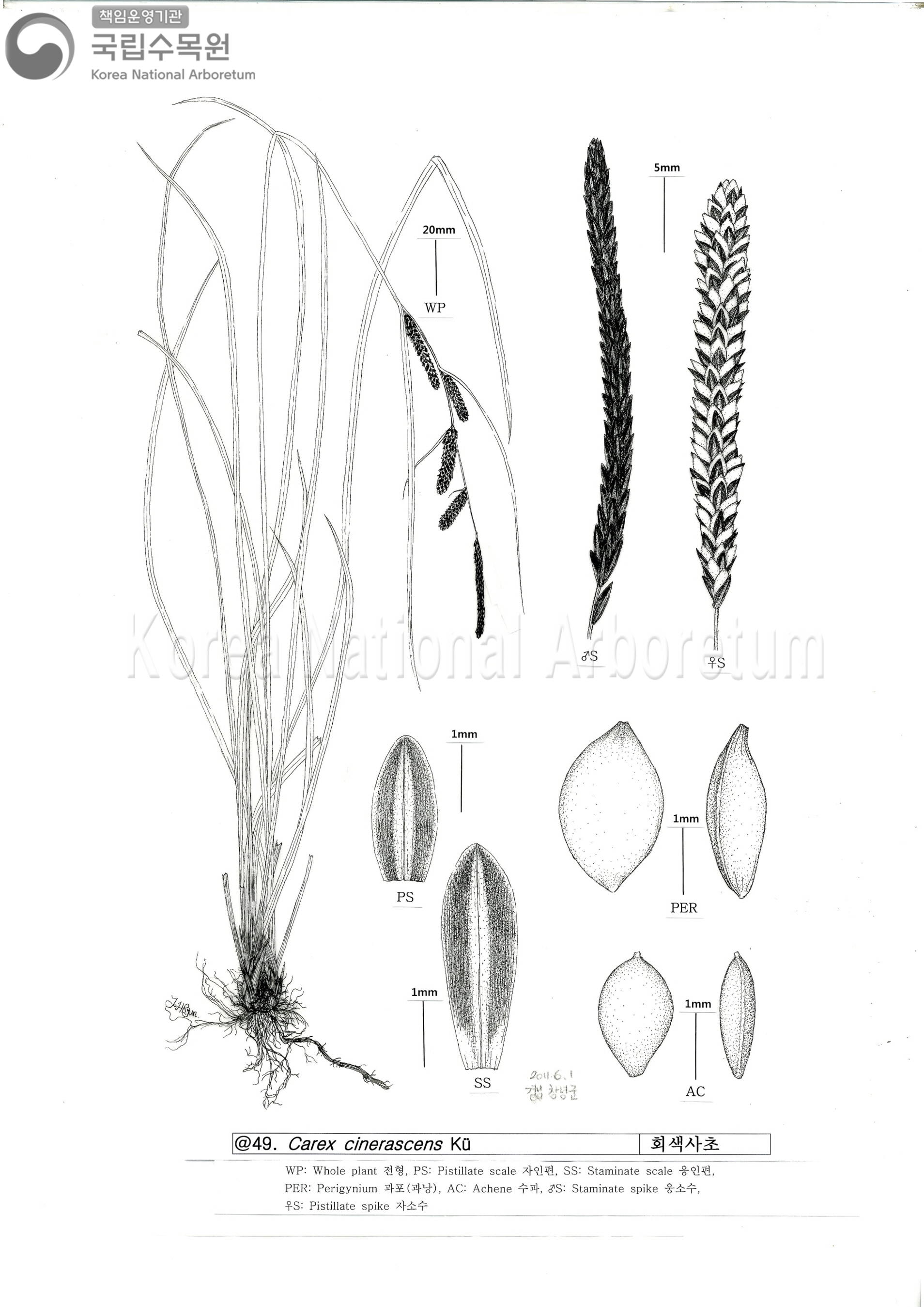 Plant Illustration Detailed View