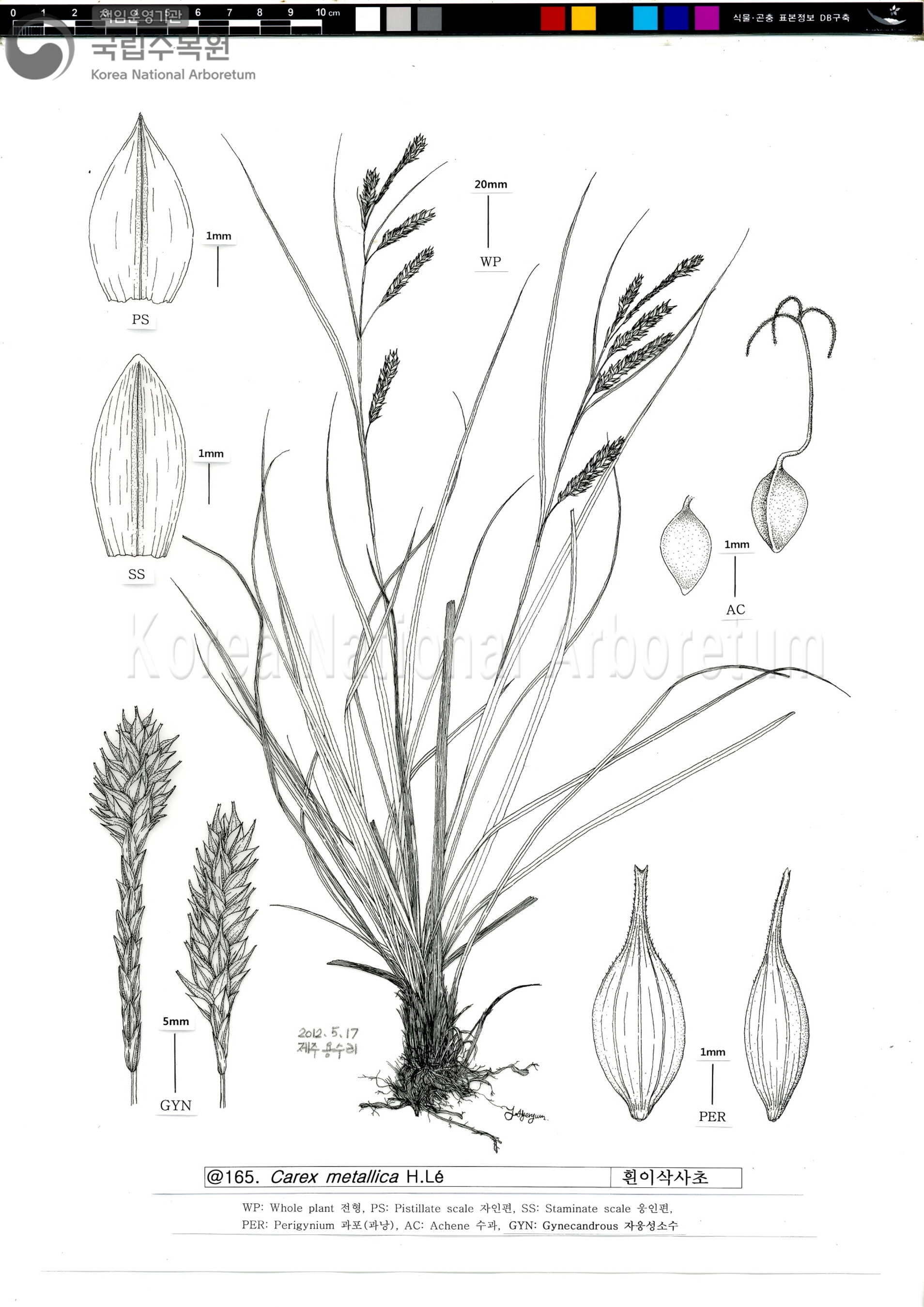 Plant Illustration Detailed View