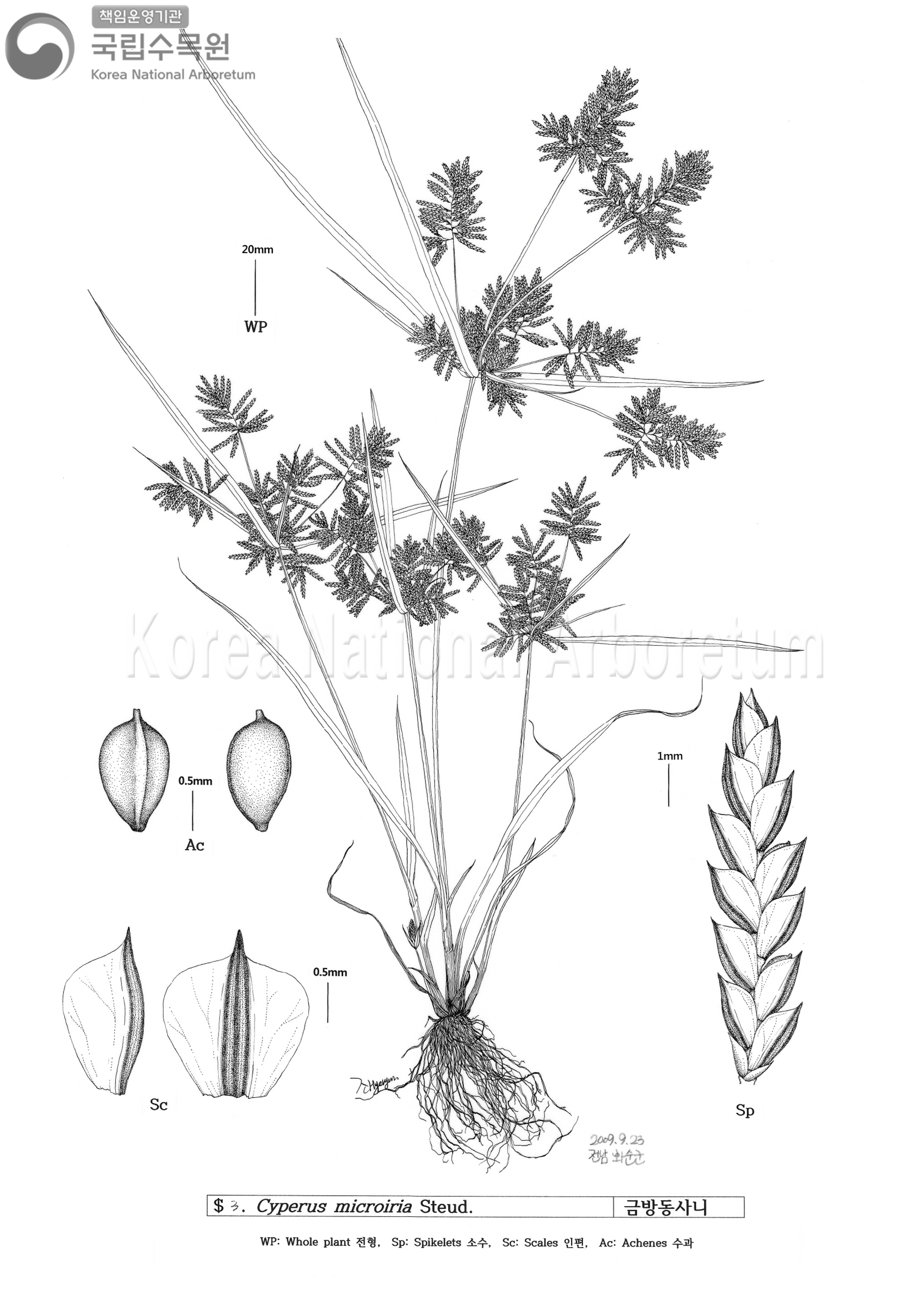 Plant Illustration Detailed View