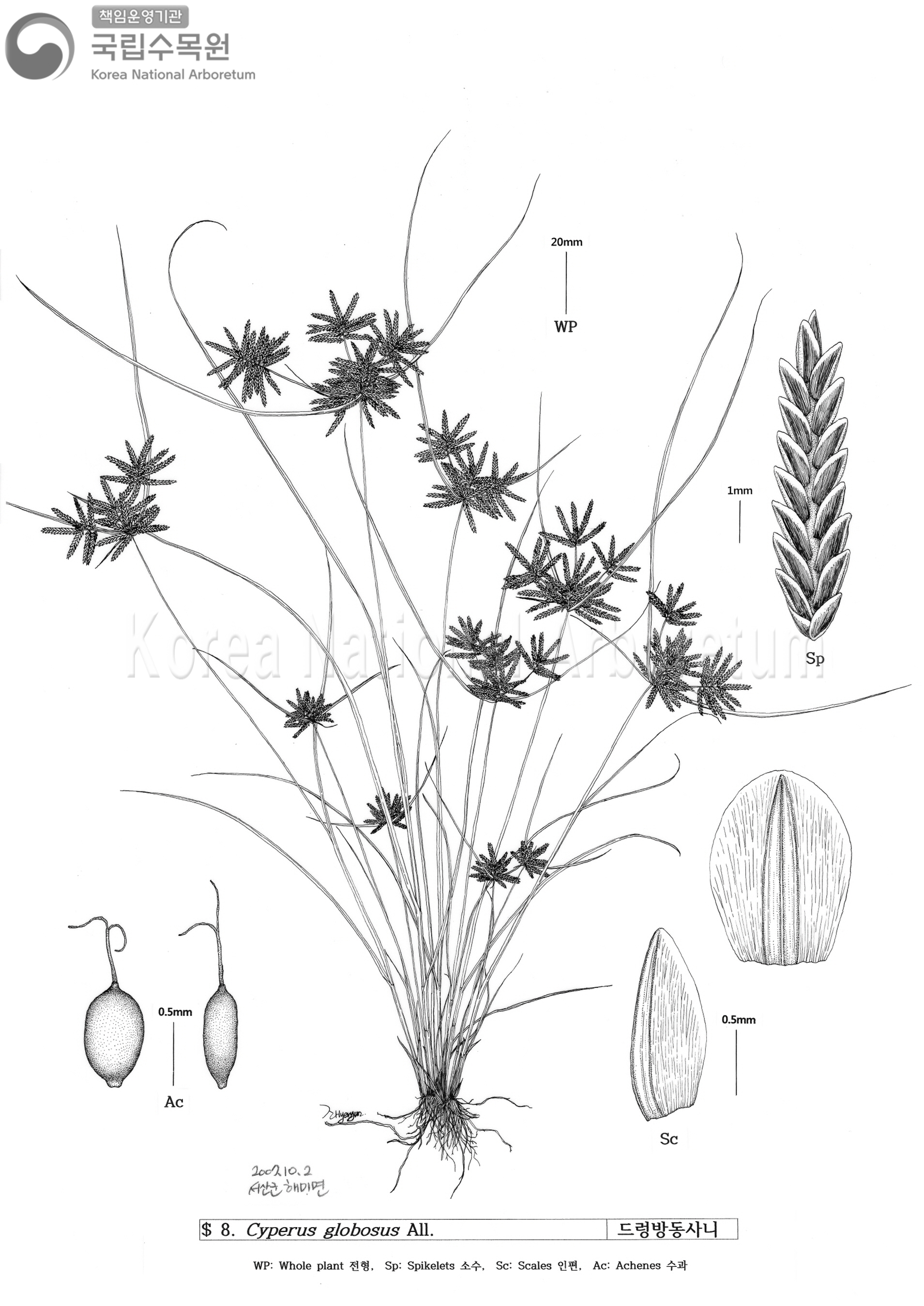 Plant Illustration Detailed View