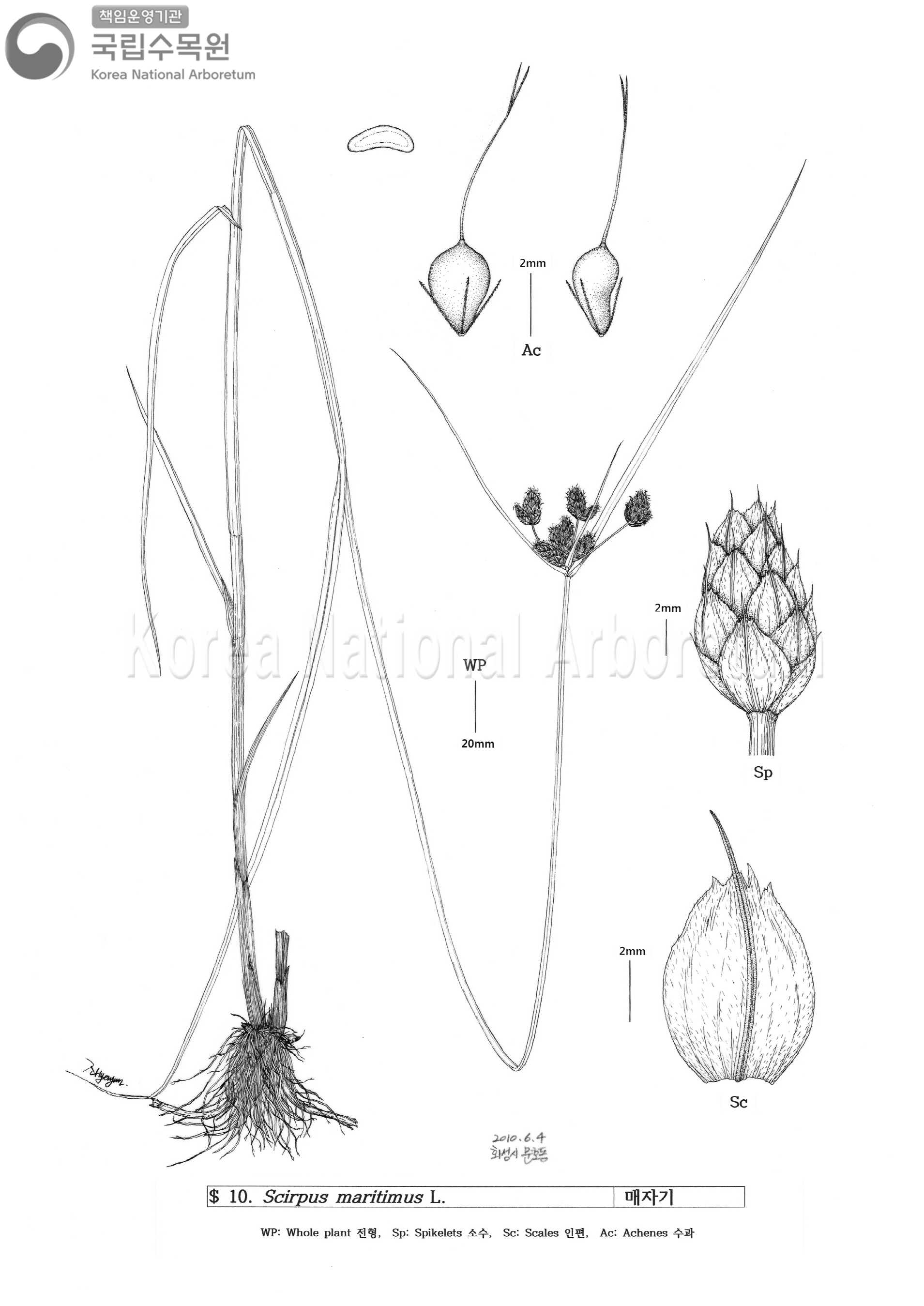 Plant Illustration Detailed View