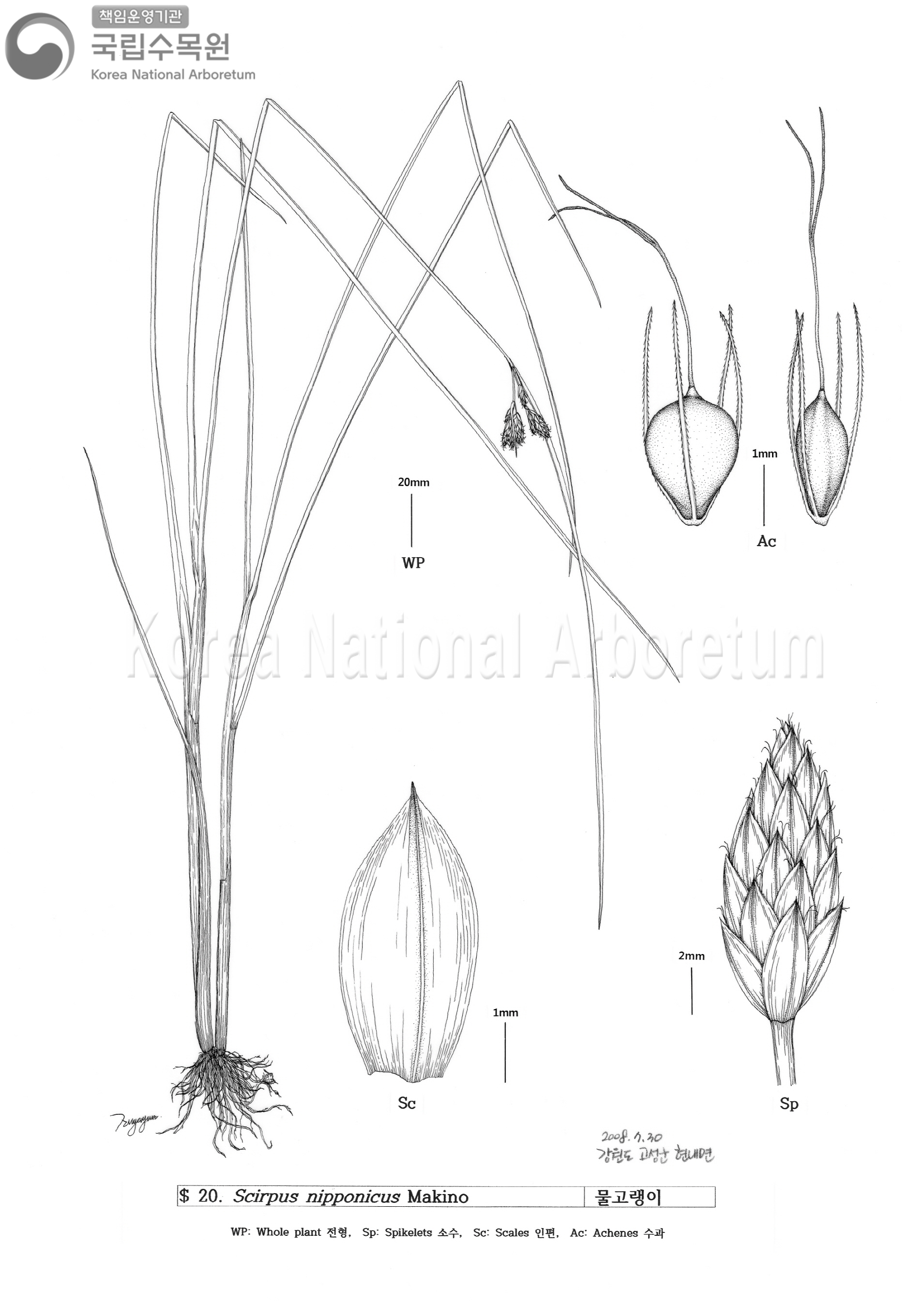 Plant Illustration Detailed View