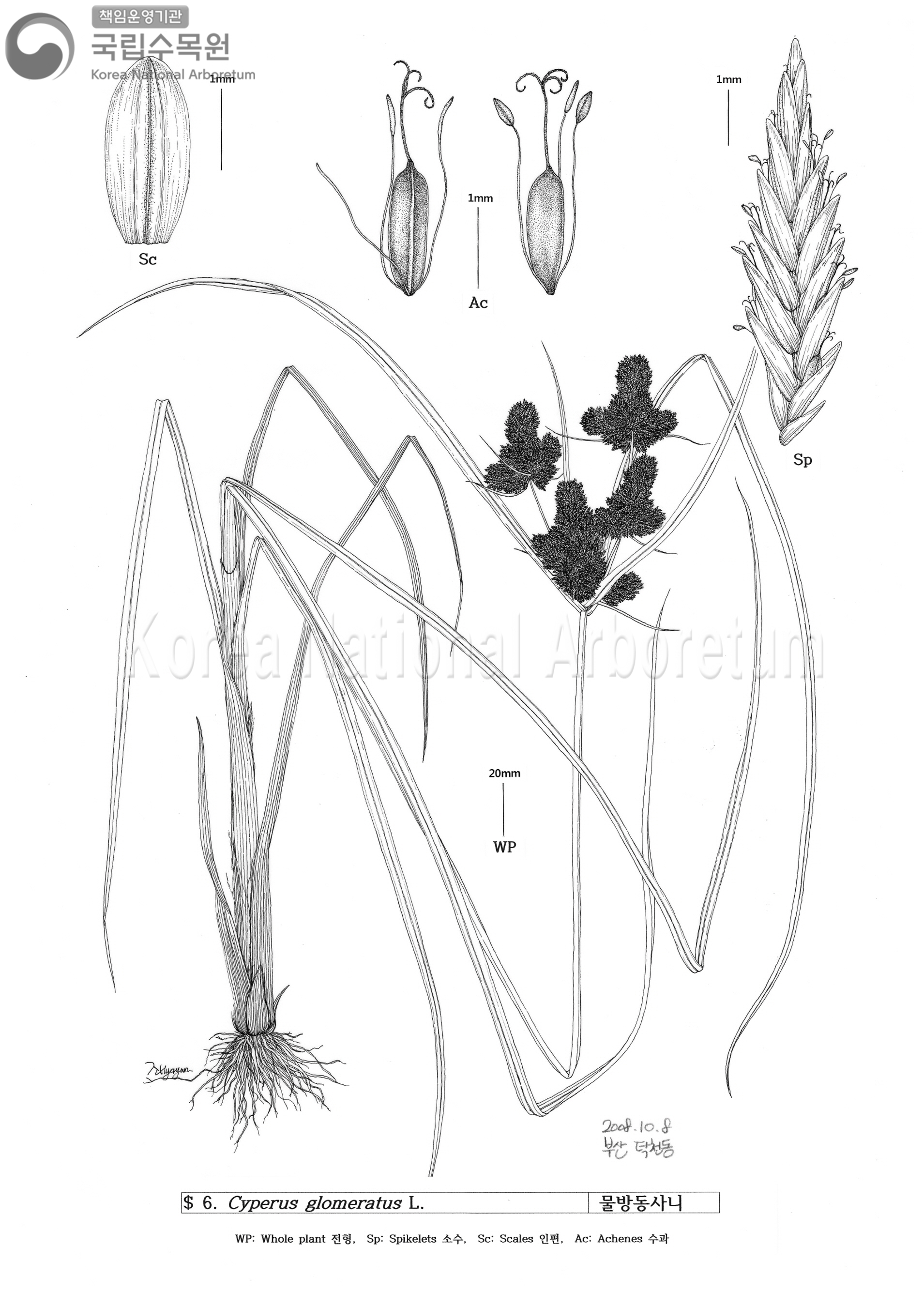 Plant Illustration Detailed View