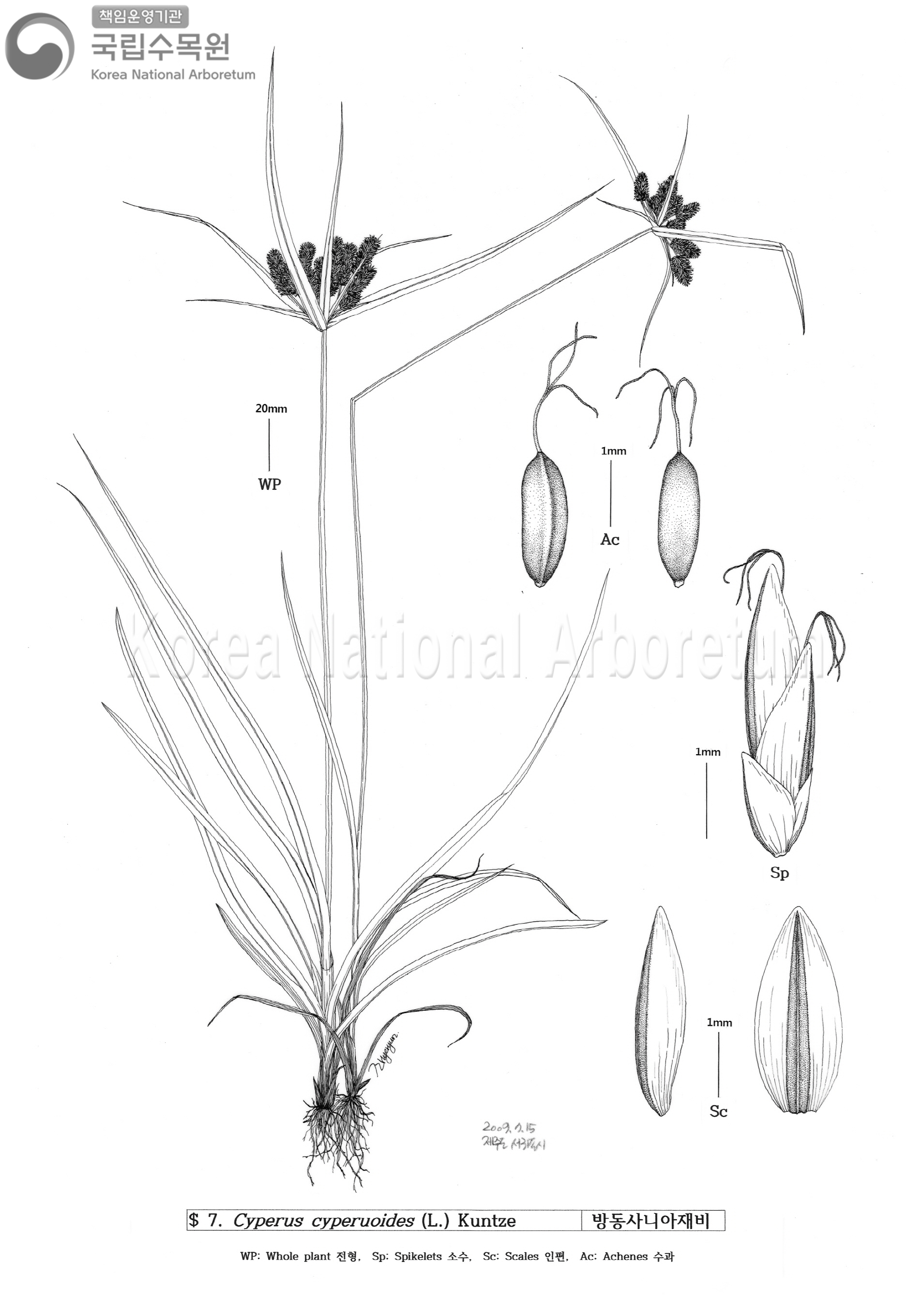 Plant Illustration Detailed View