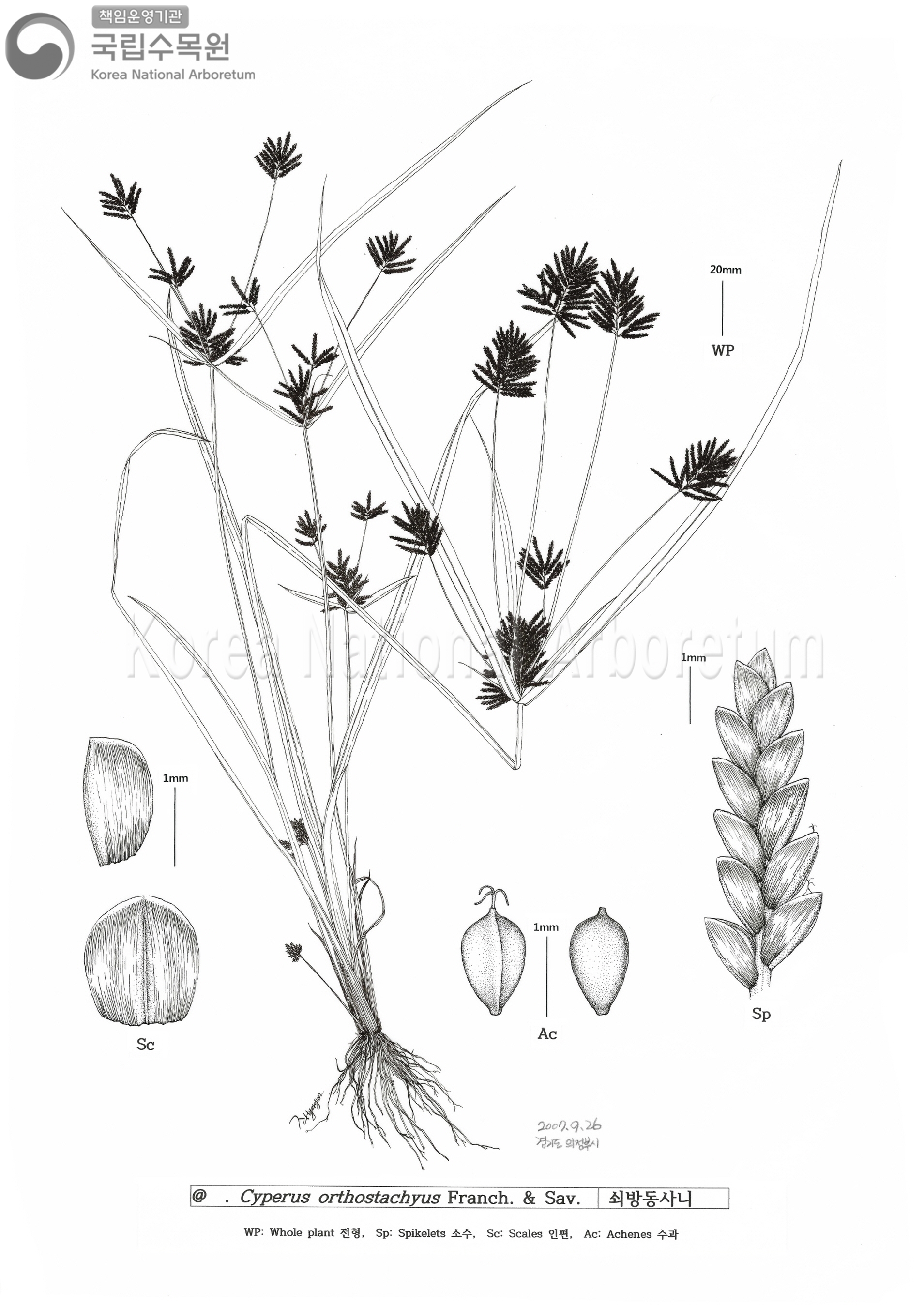 Plant Illustration Detailed View