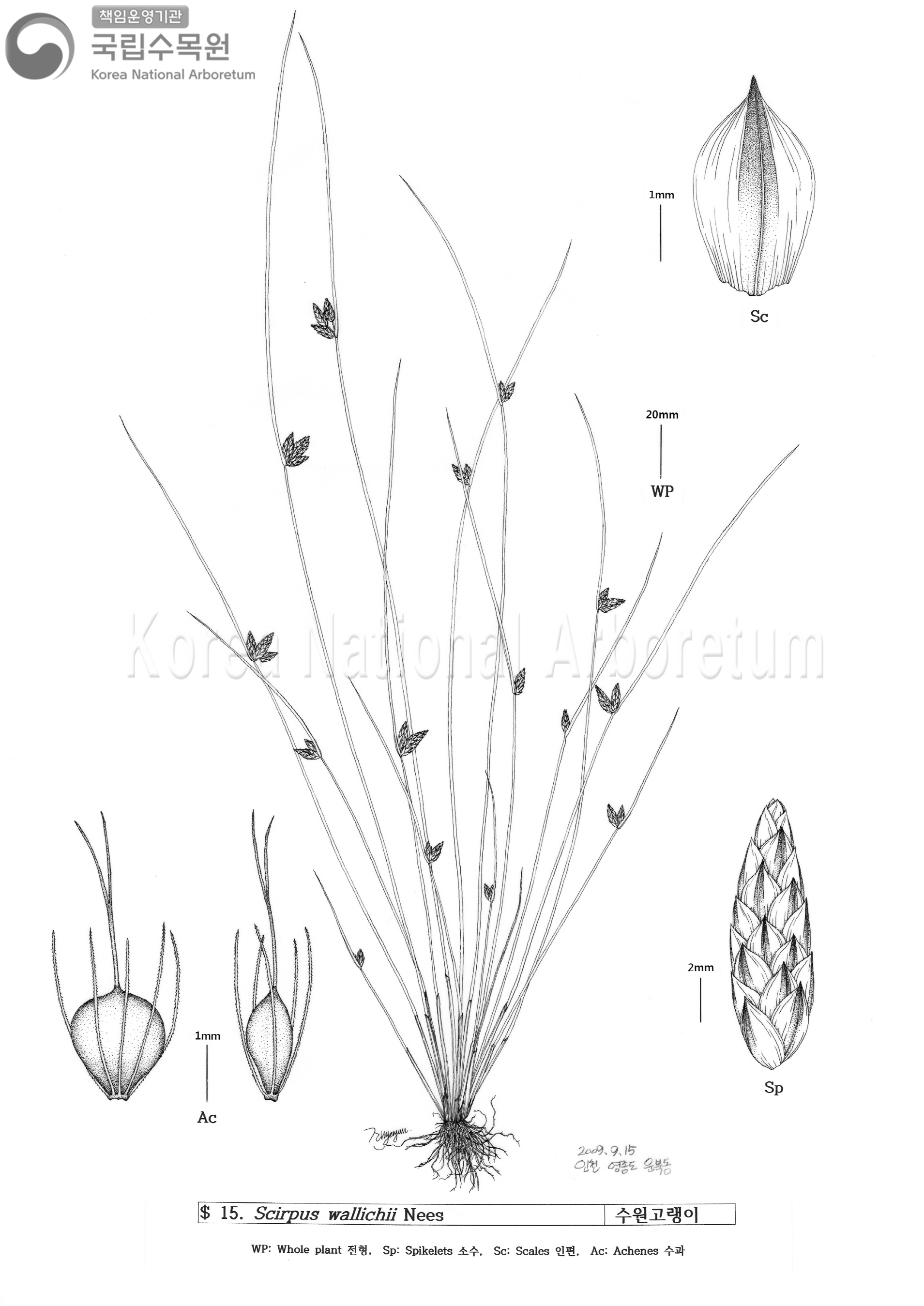 Plant Illustration Detailed View