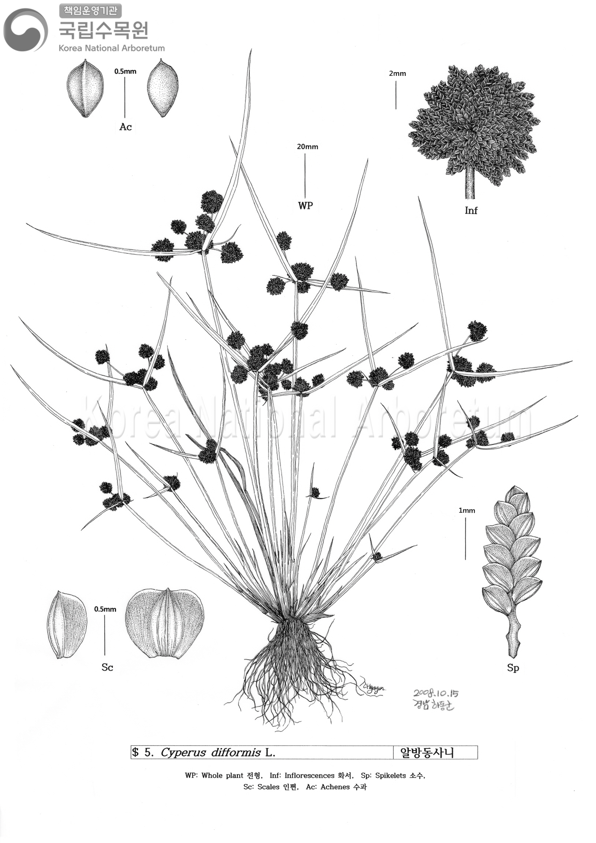 Plant Illustration Detailed View