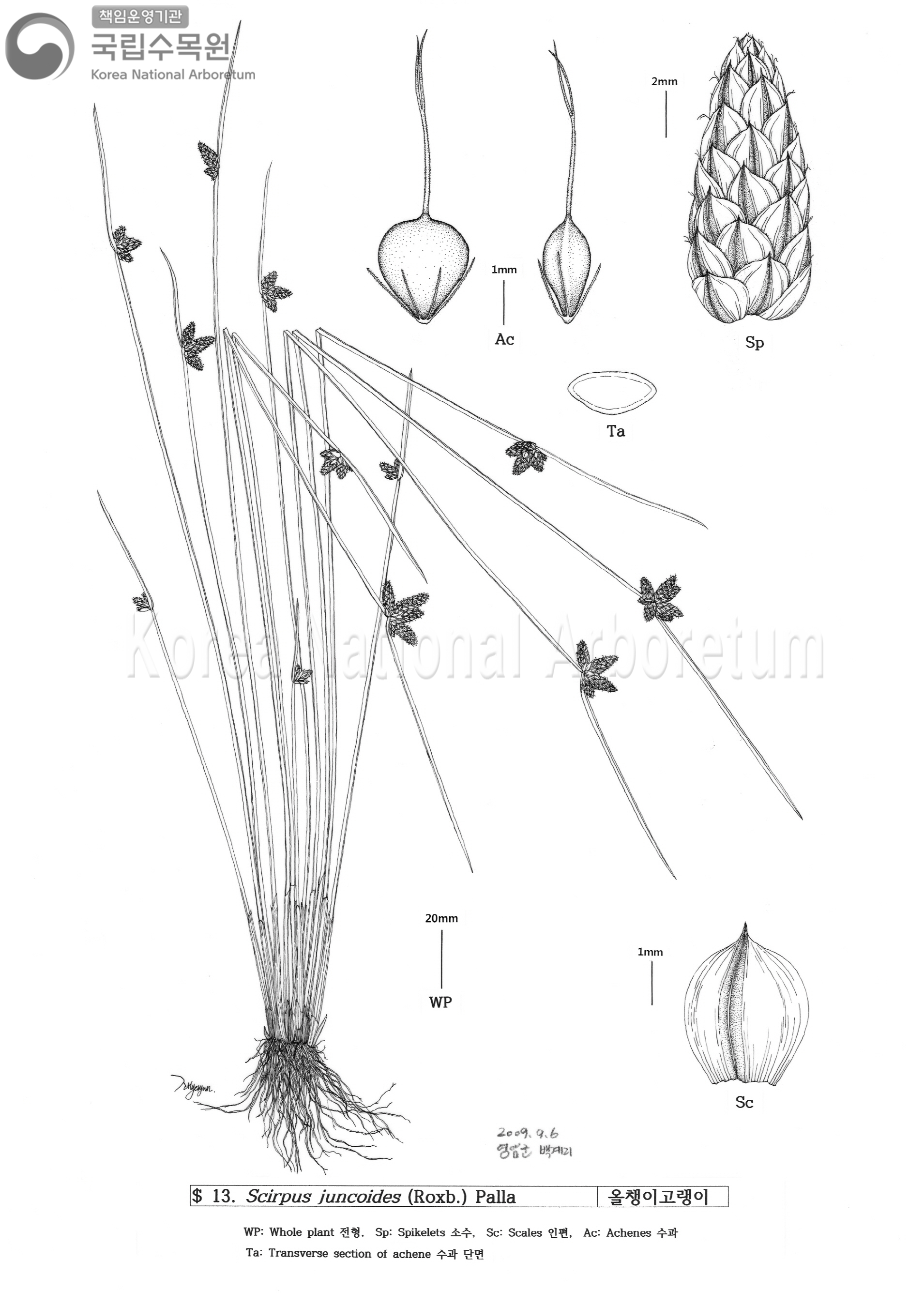 Plant Illustration Detailed View