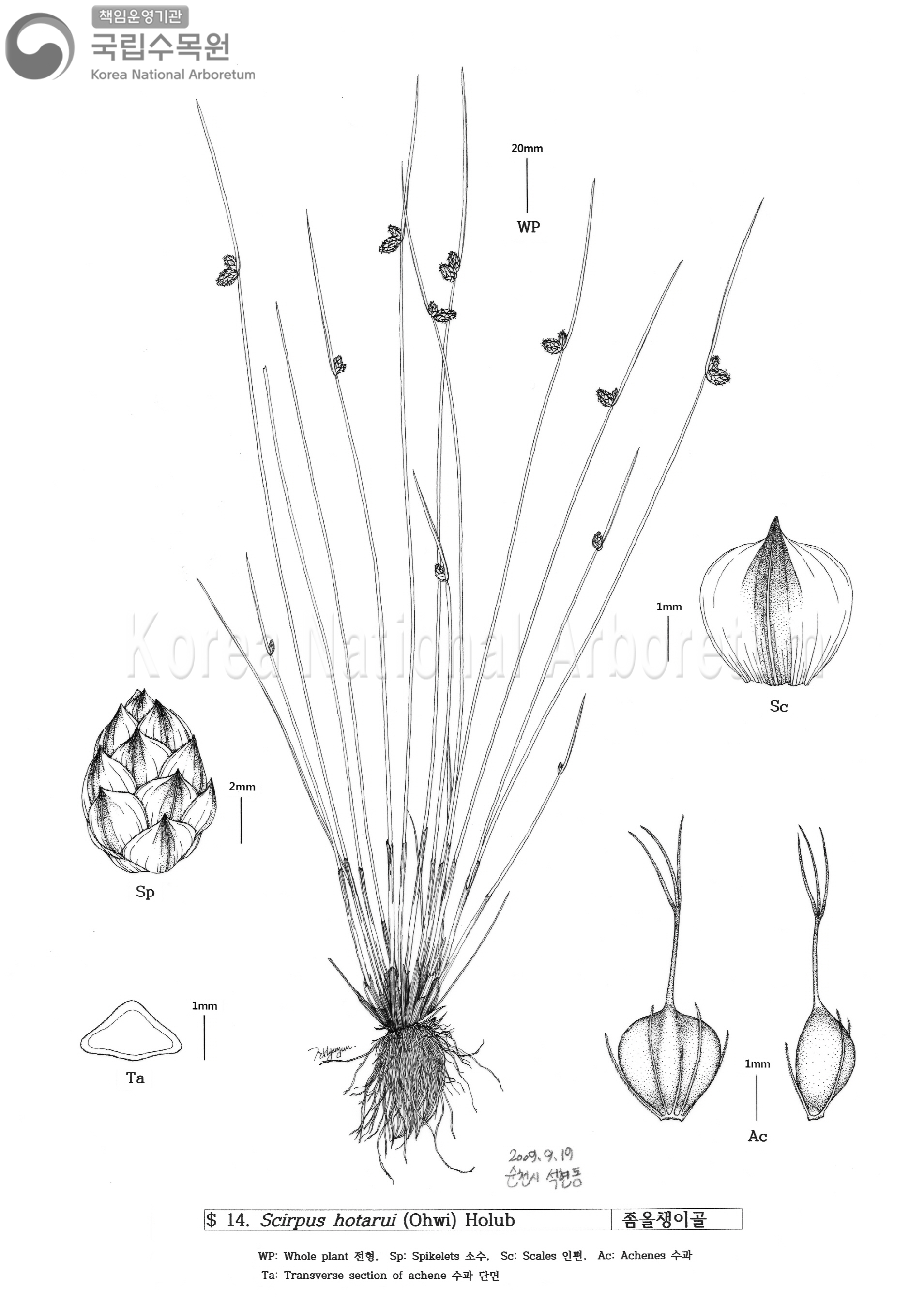 Plant Illustration Detailed View