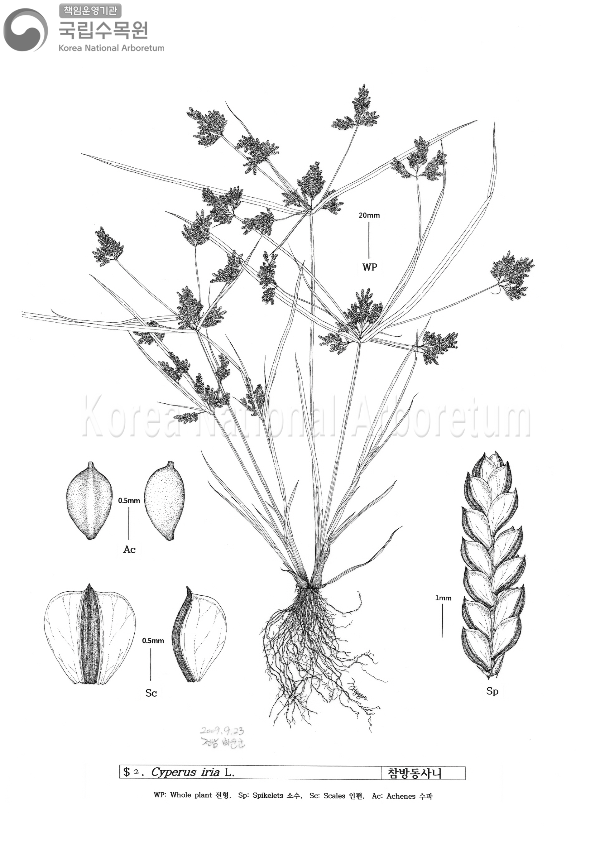 Plant Illustration Detailed View