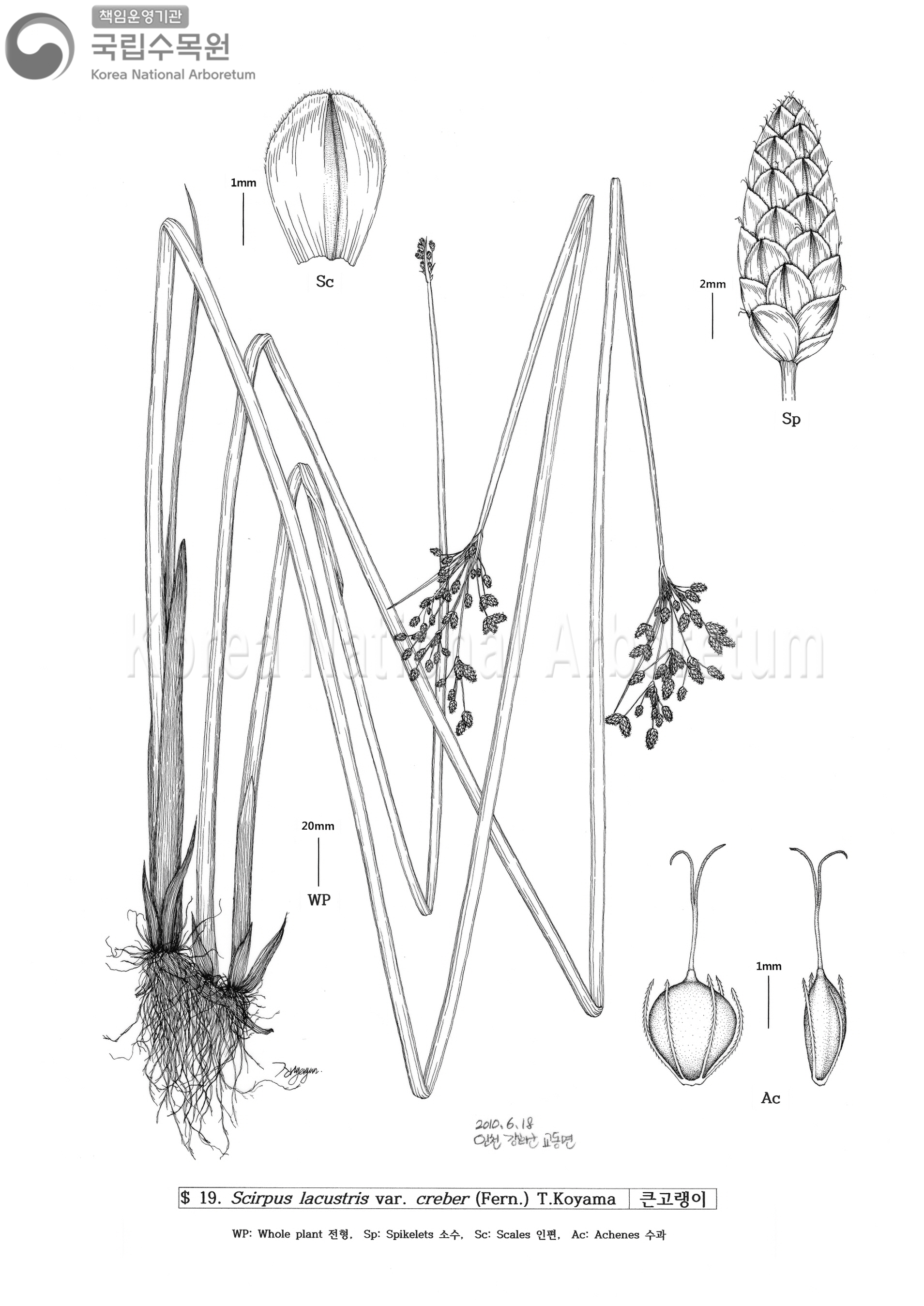 Plant Illustration Detailed View