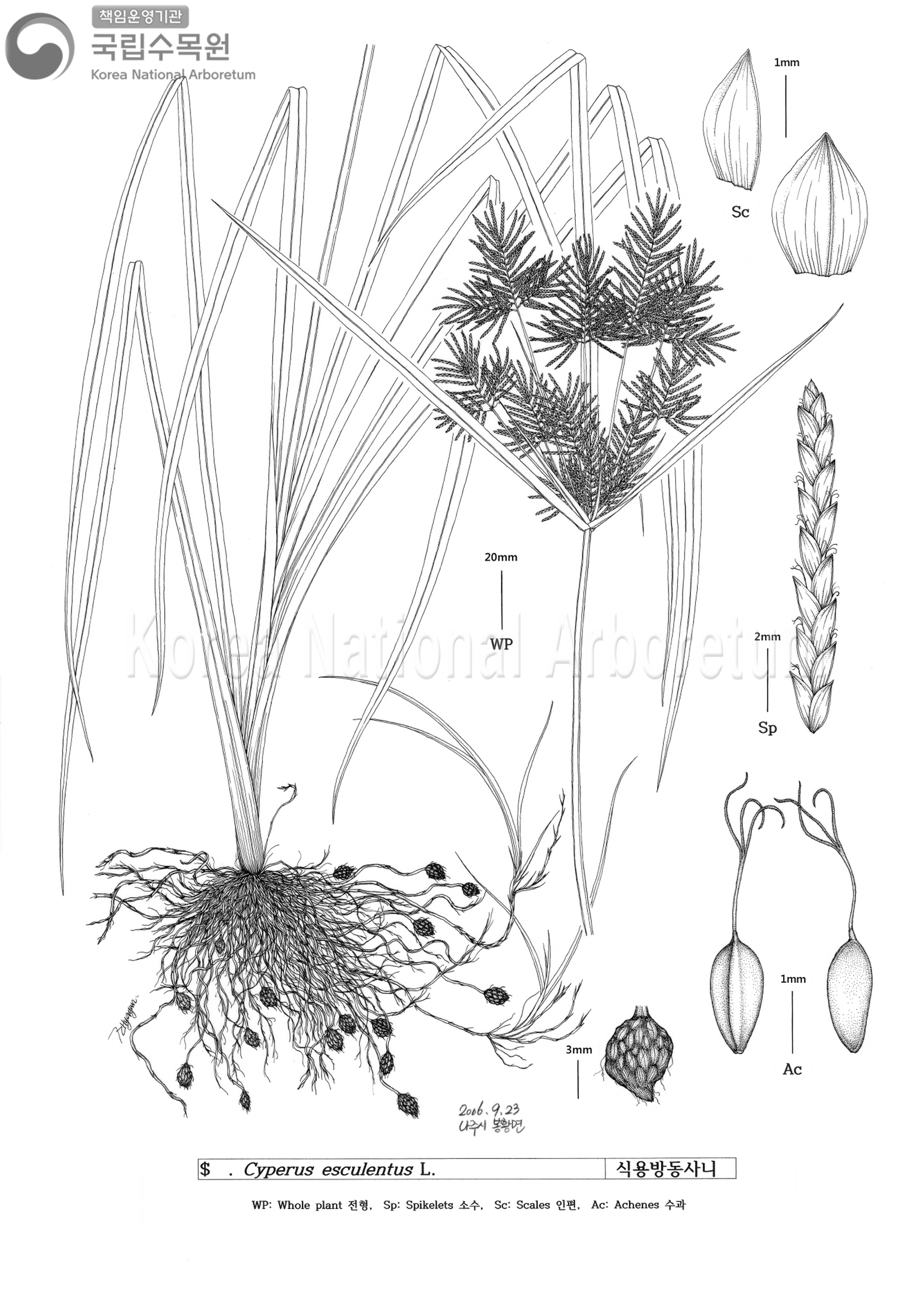 Plant Illustration Detailed View