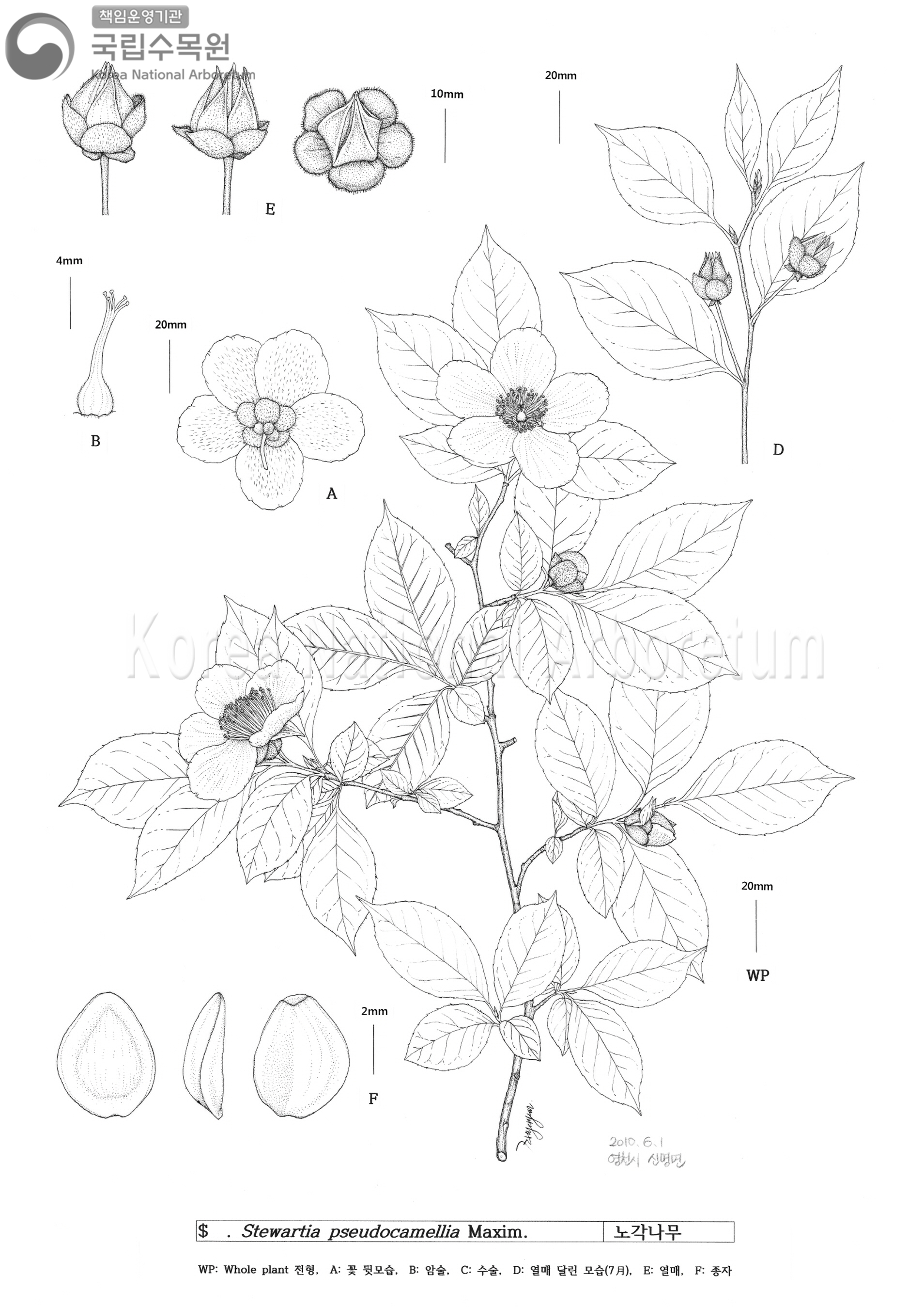 Plant Illustration Detailed View