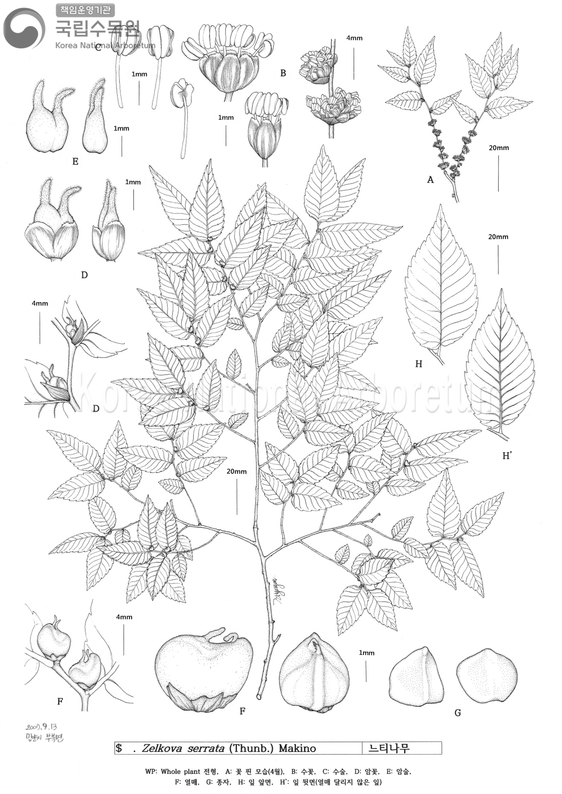 Plant Illustration Detailed View