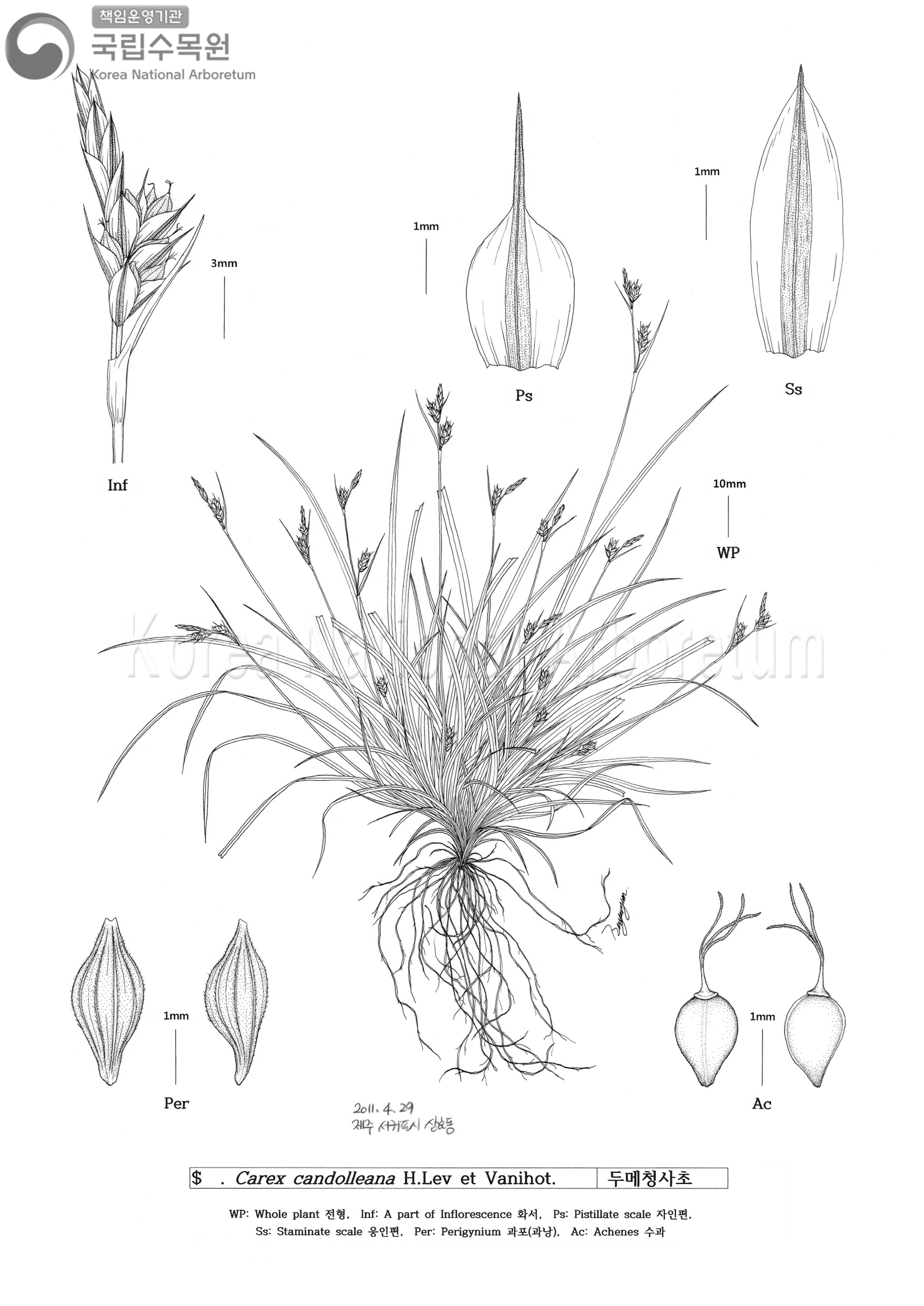 Plant Illustration Detailed View