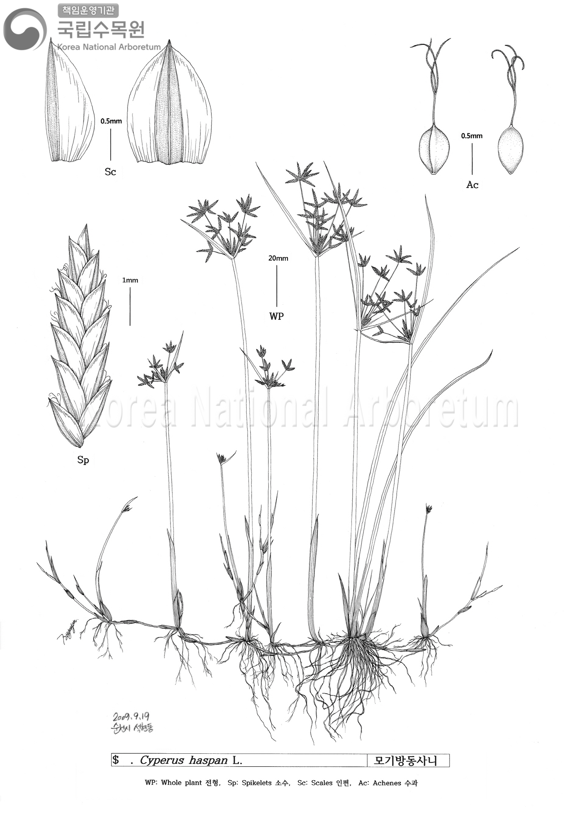 Plant Illustration Detailed View