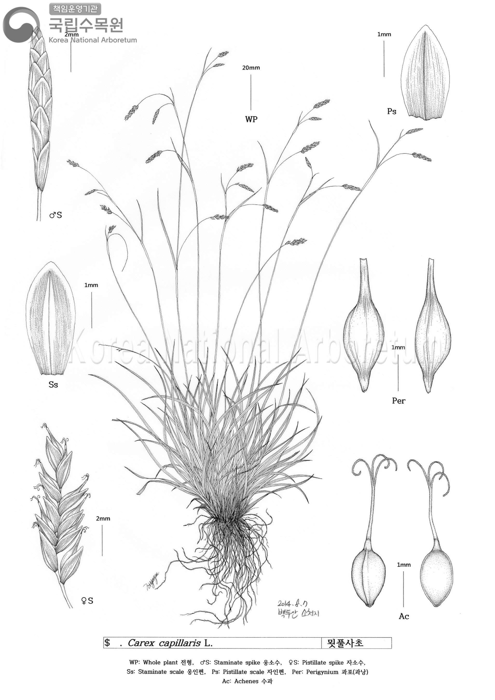 Plant Illustration Detailed View