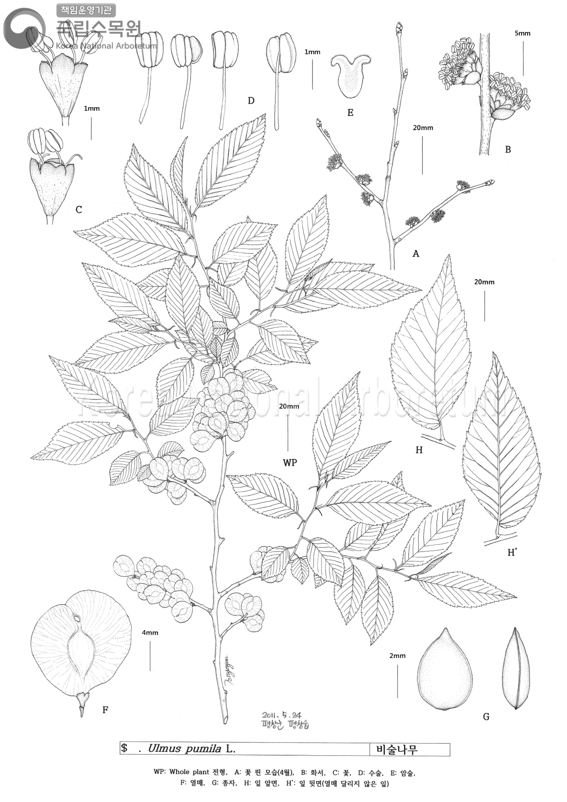 Plant Illustration Detailed View