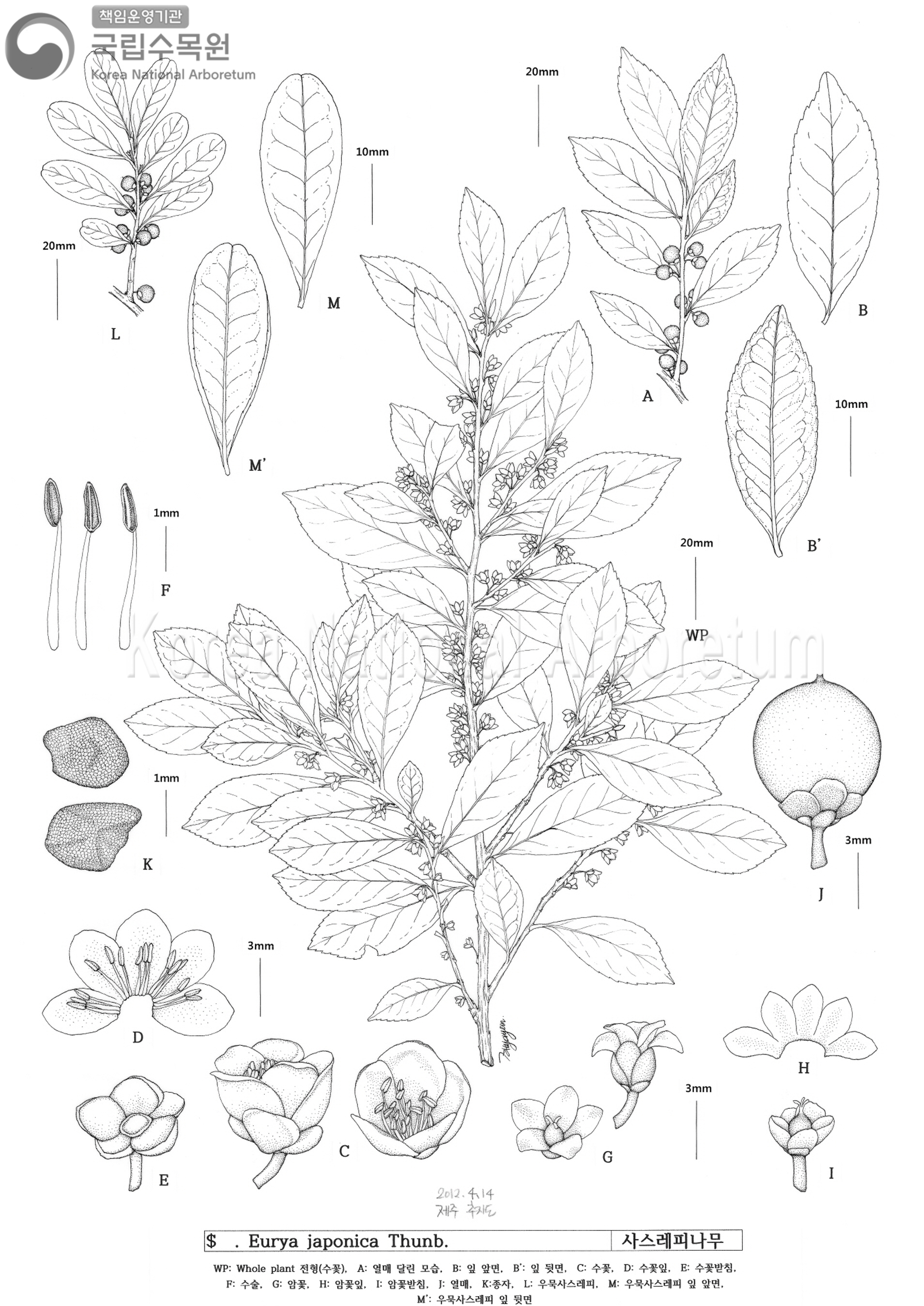 Plant Illustration Detailed View