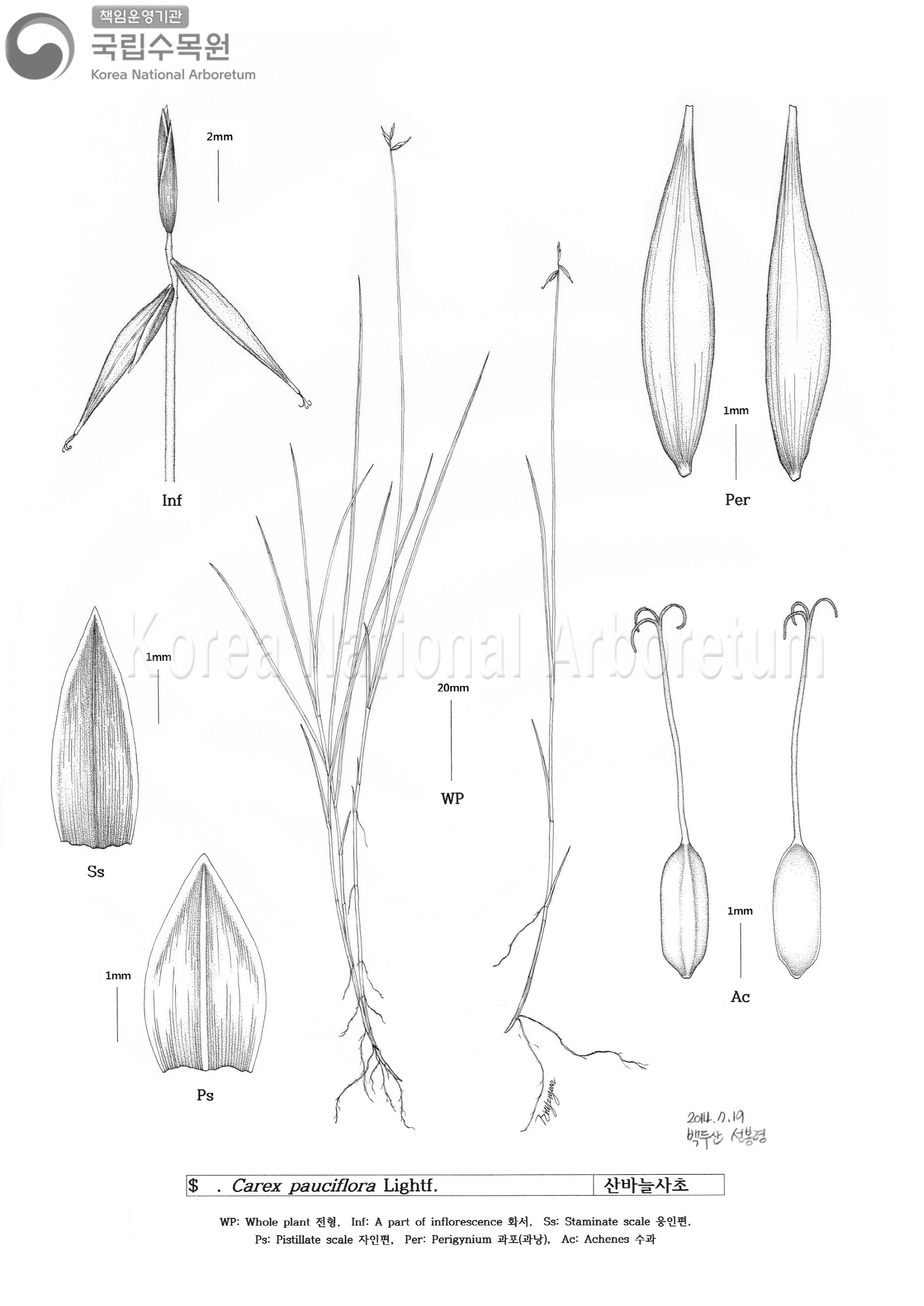 Plant Illustration Detailed View