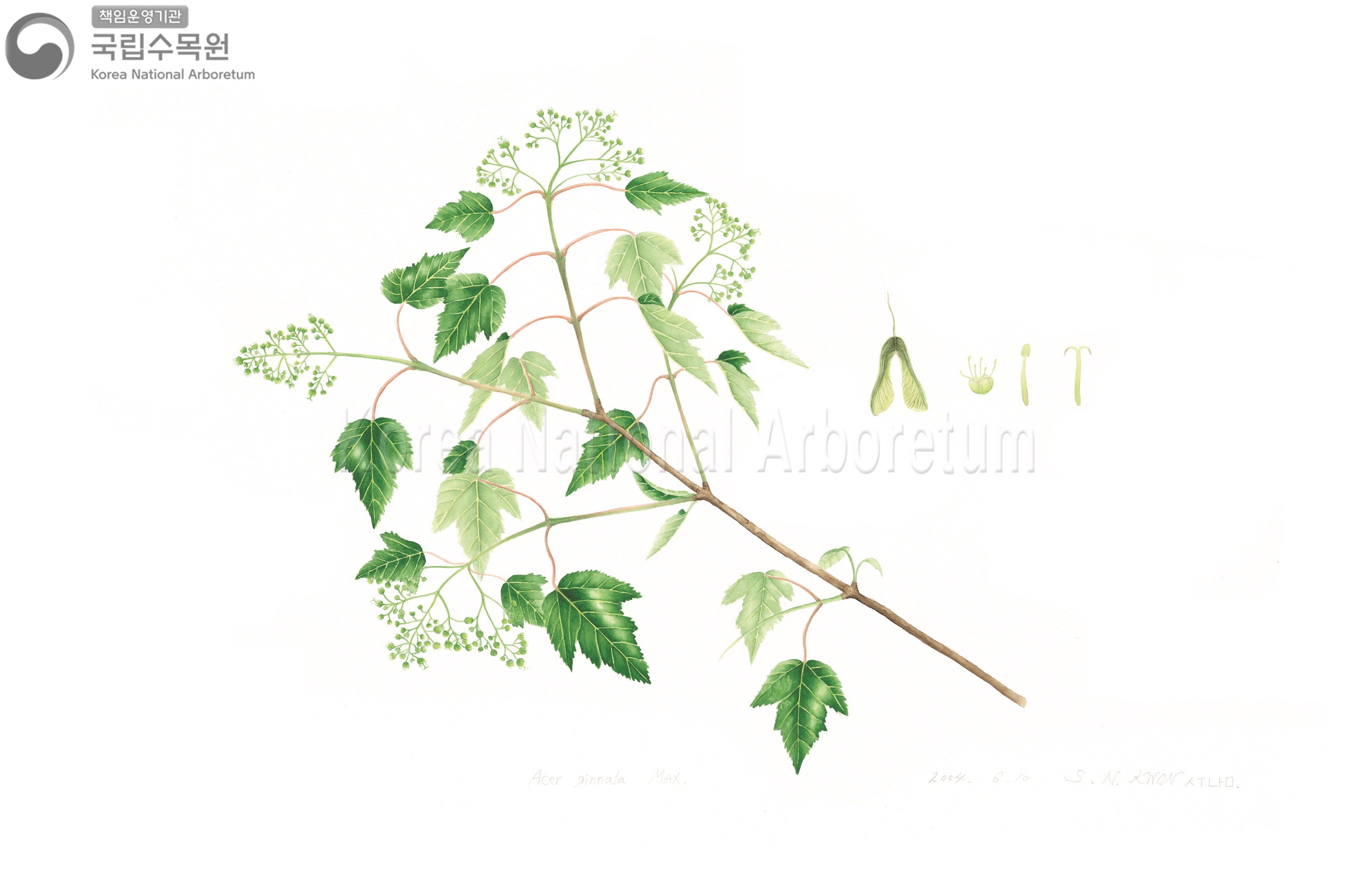 Plant Illustration Detailed View