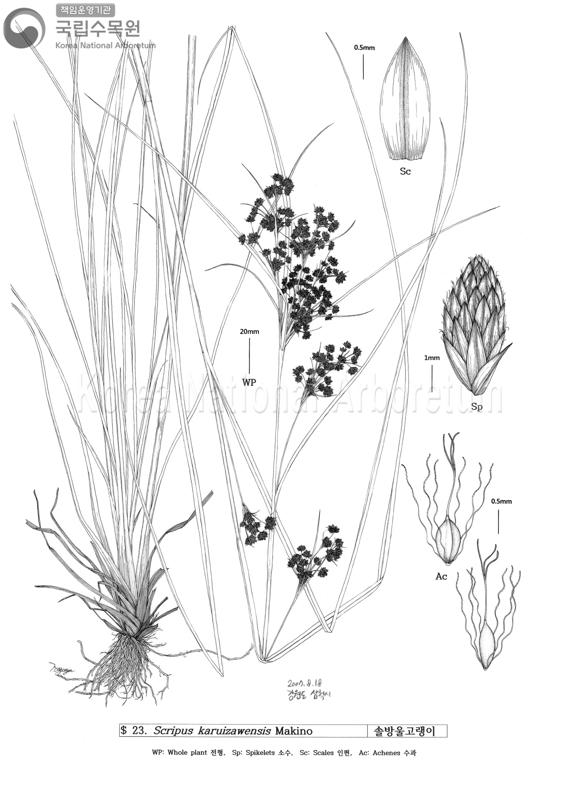 Plant Illustration Detailed View