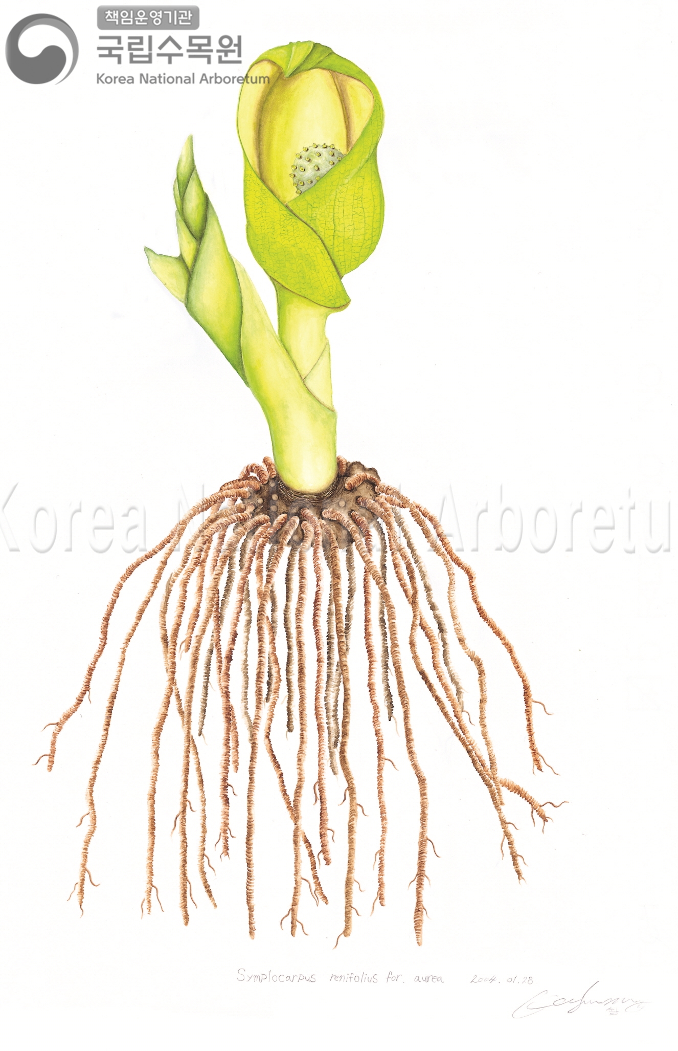 Plant Illustration Detailed View