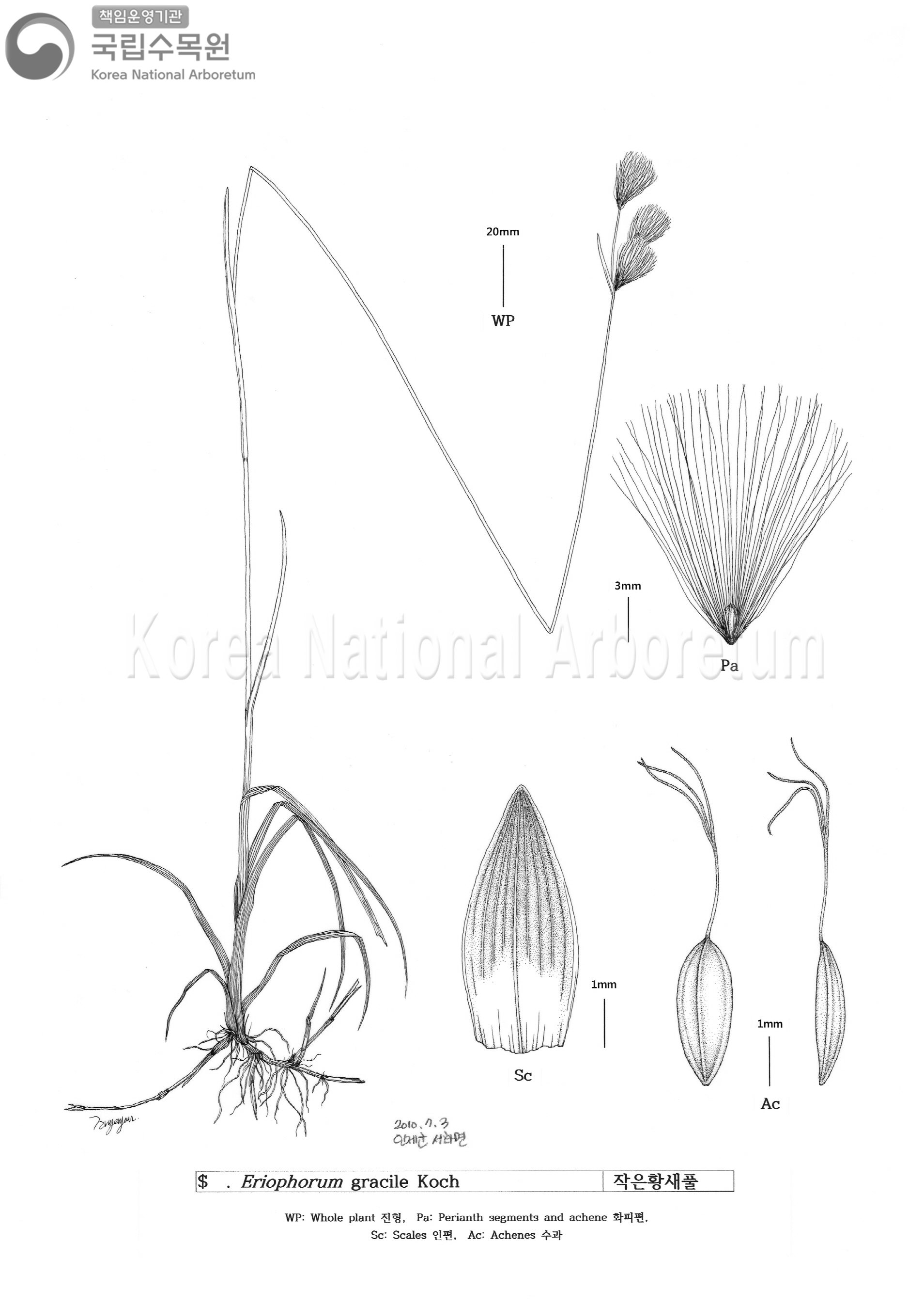 Plant Illustration Detailed View