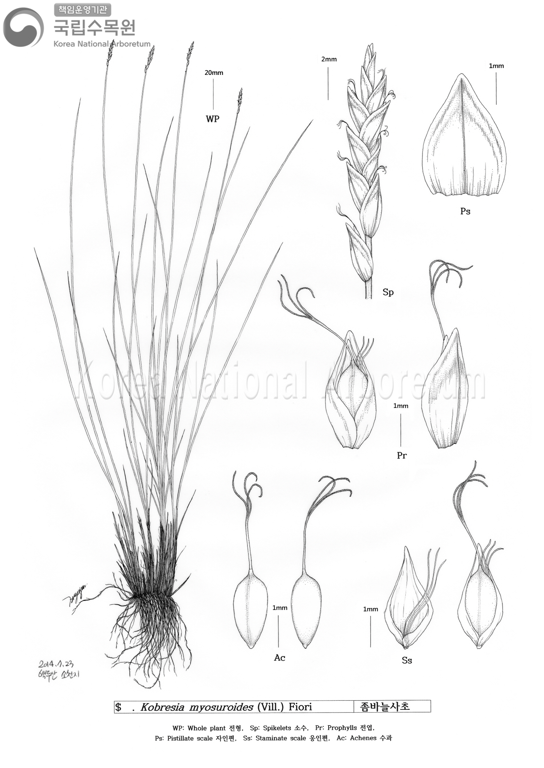 Plant Illustration Detailed View