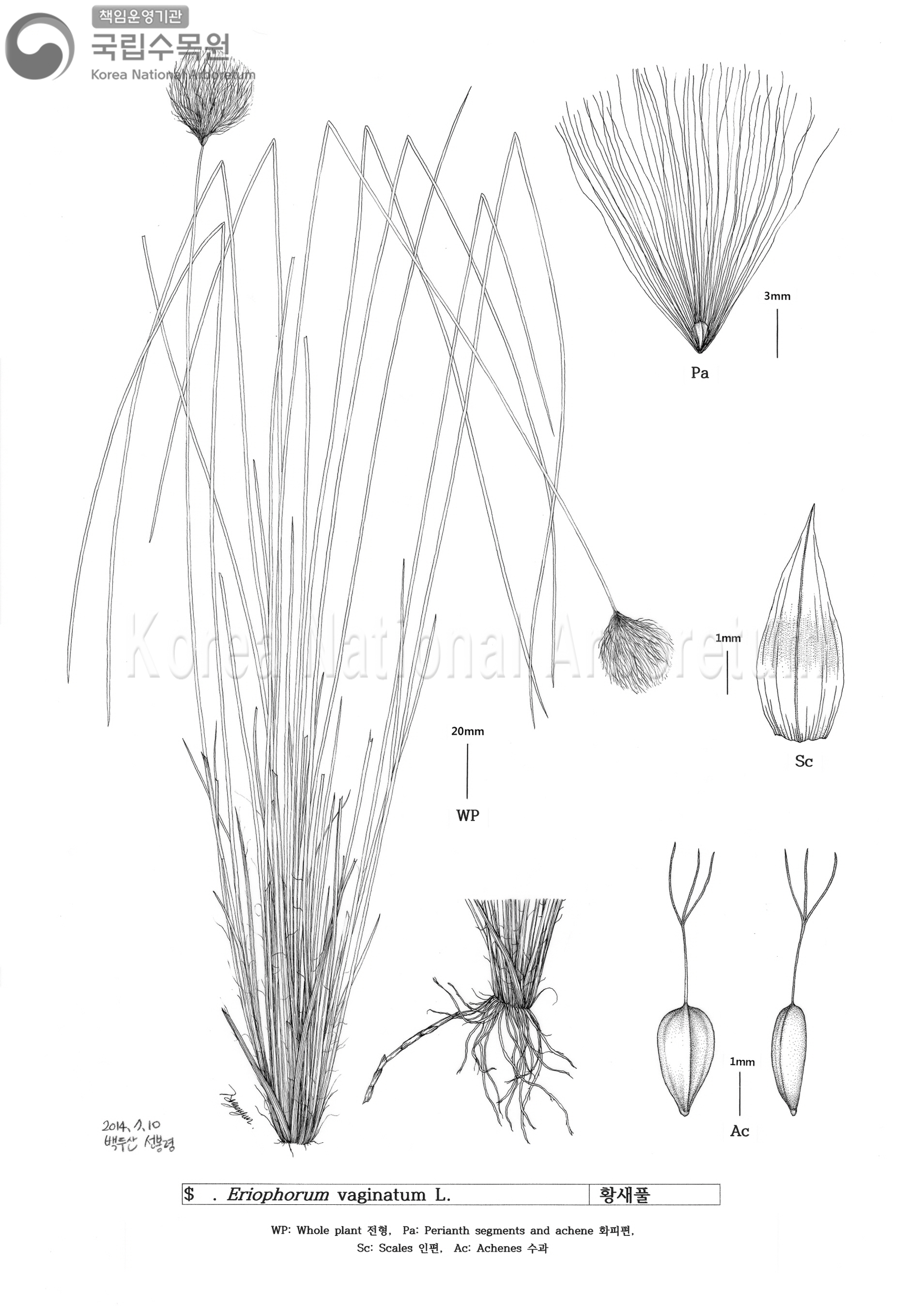 Plant Illustration Detailed View