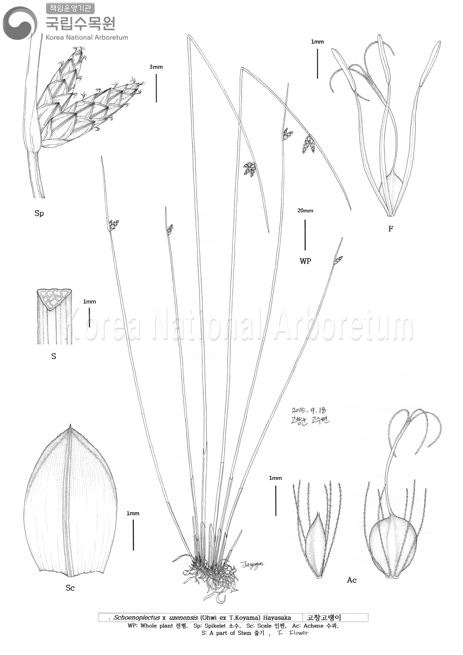 Plant Illustration Detailed View