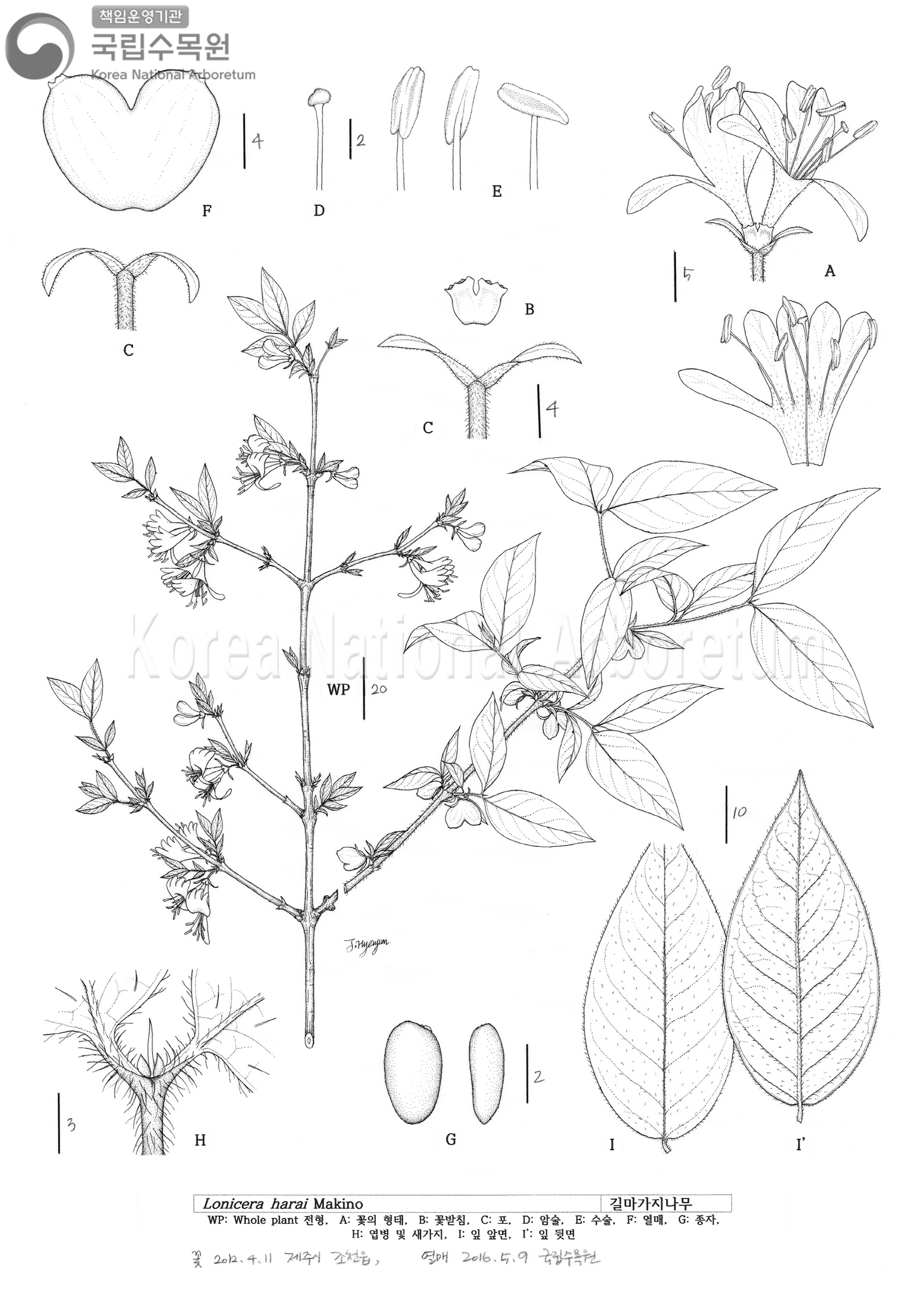 Plant Illustration Detailed View