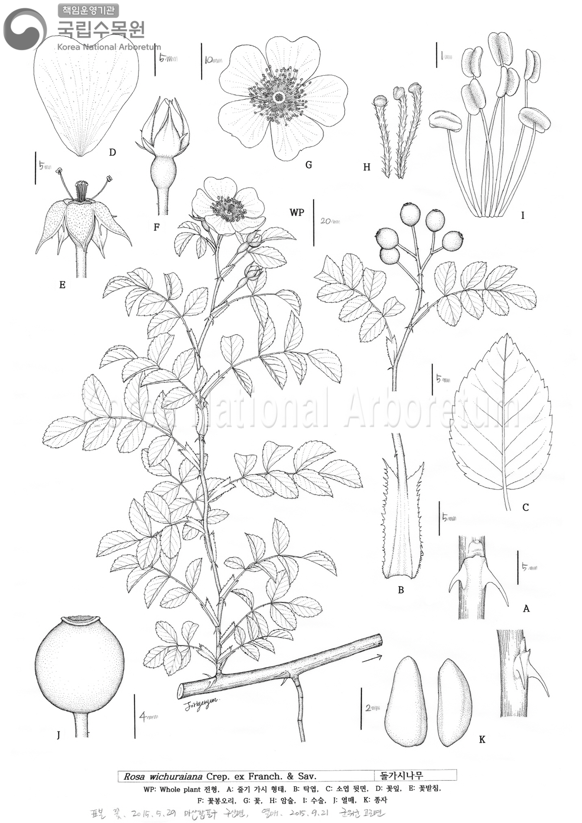 Plant Illustration Detailed View