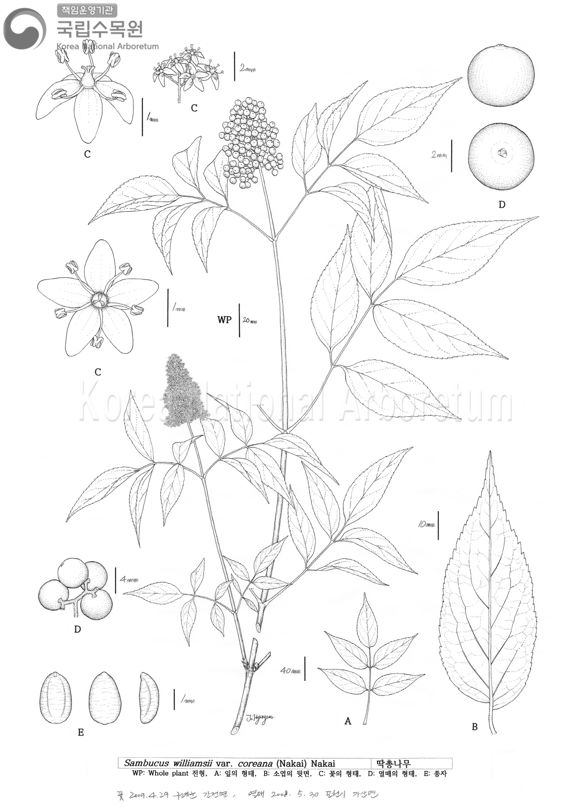 Plant Illustration Detailed View