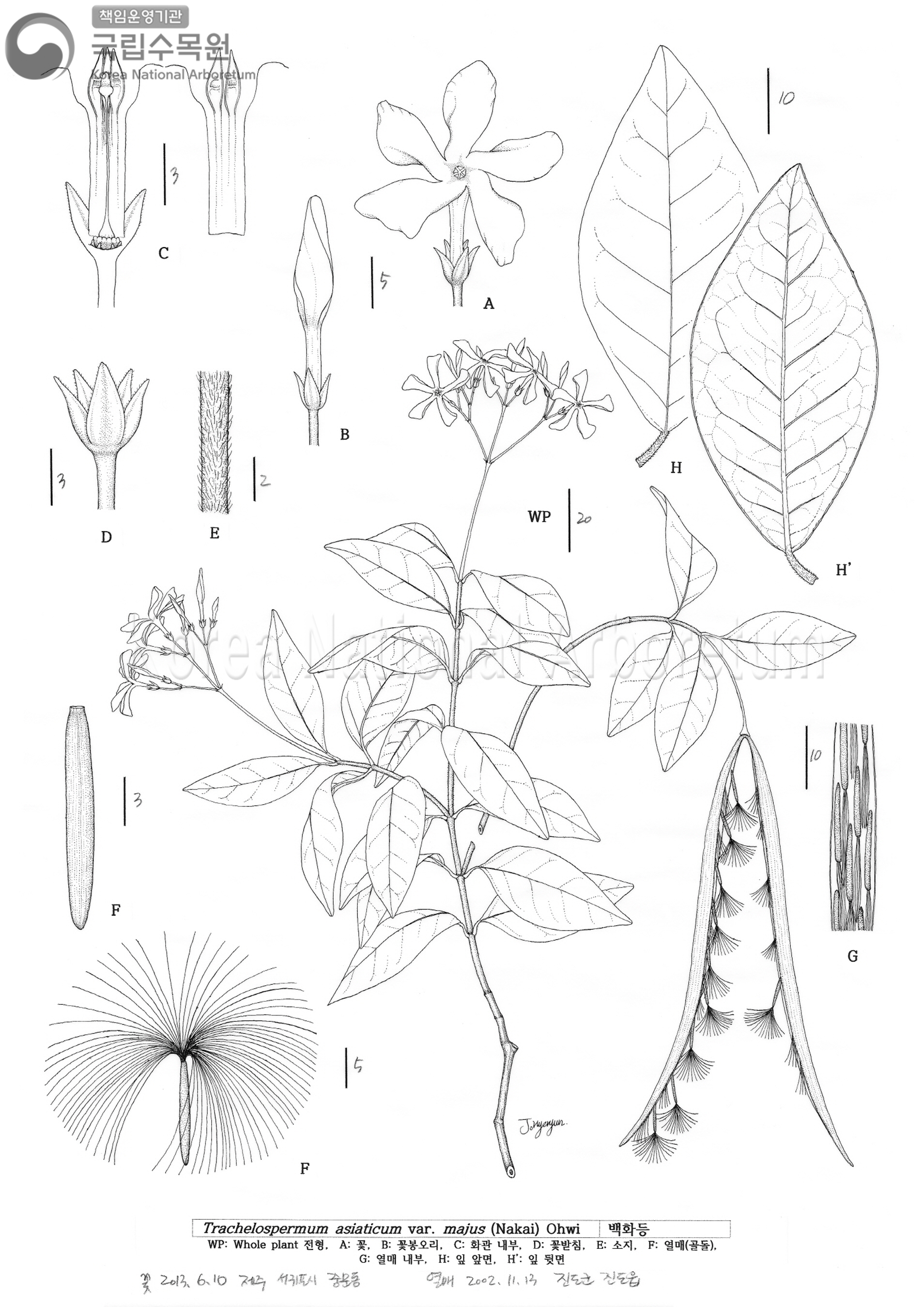 Plant Illustration Detailed View