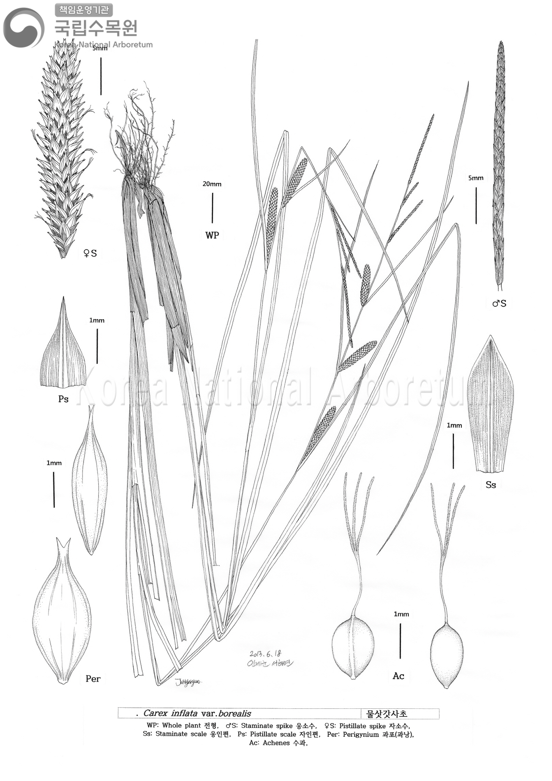 Plant Illustration Detailed View