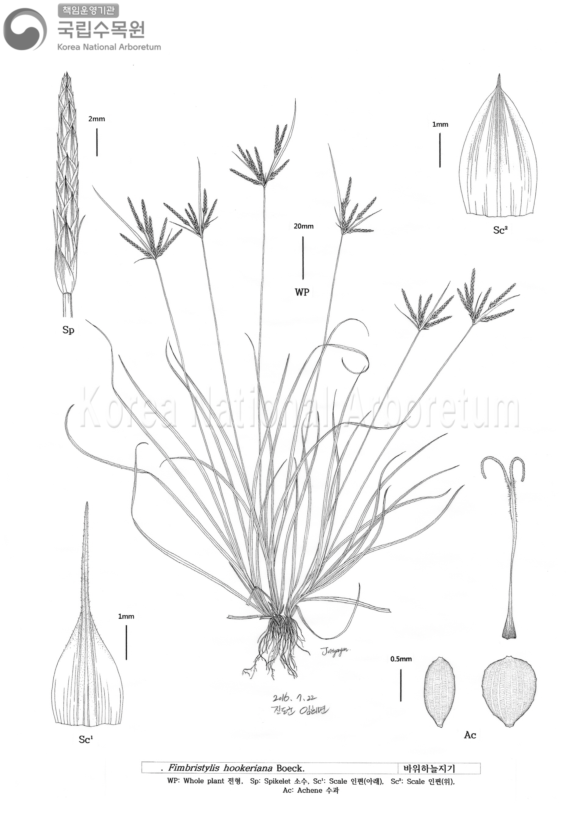 Plant Illustration Detailed View