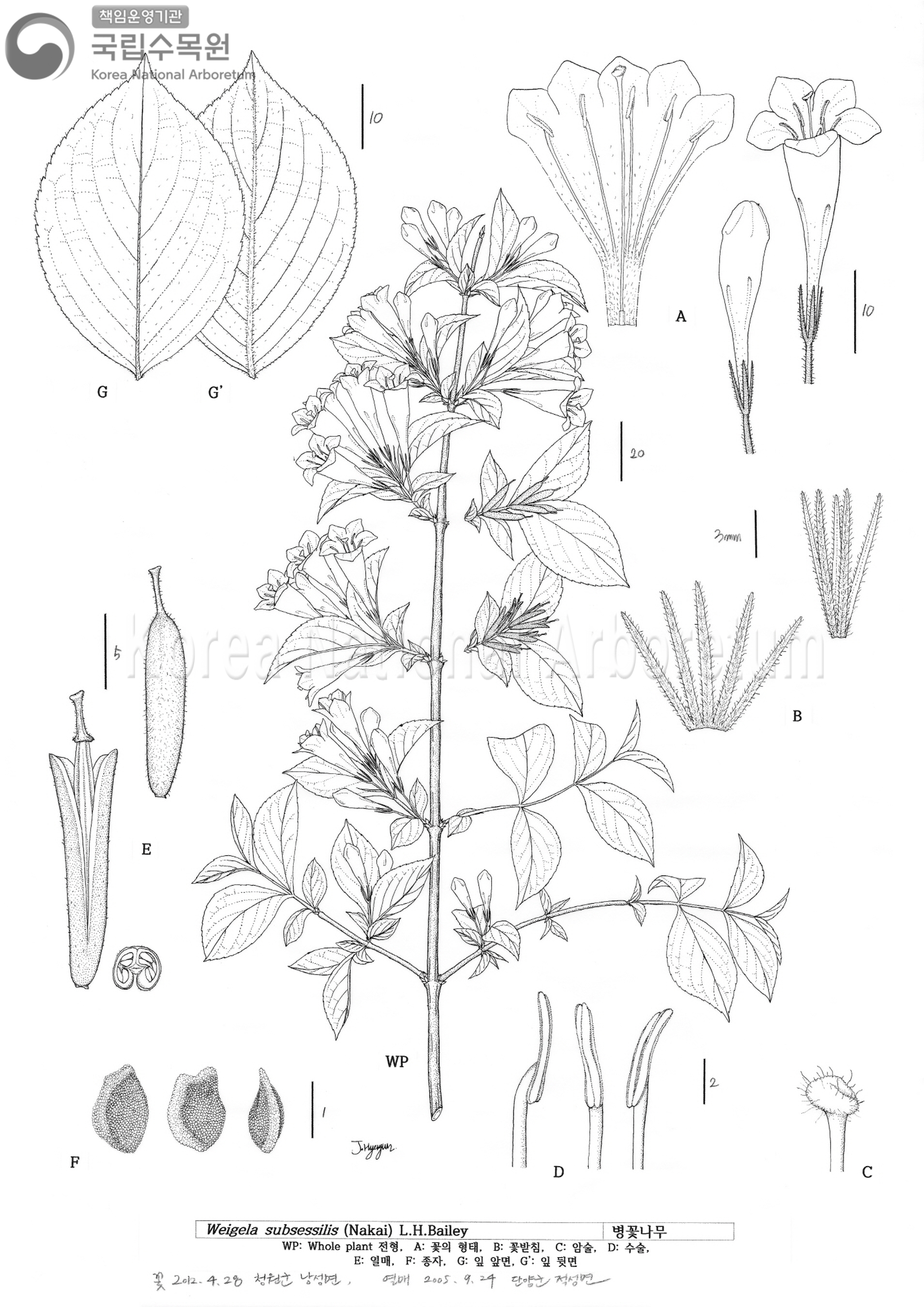 Plant Illustration Detailed View