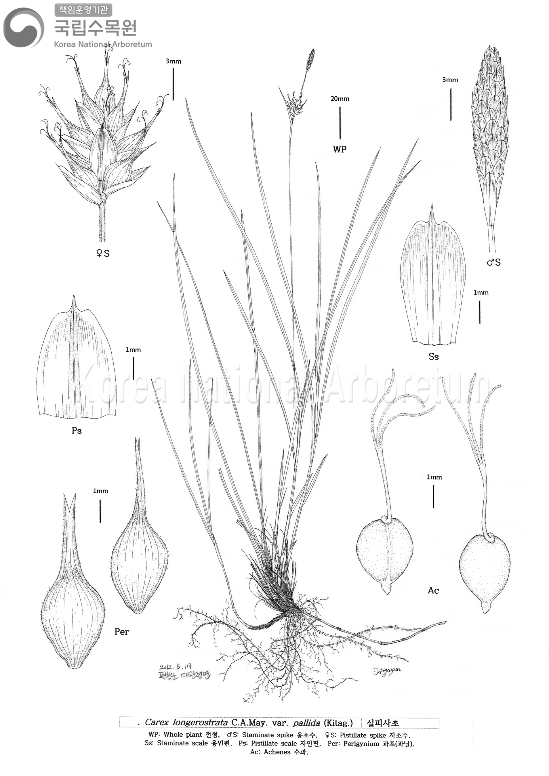 Plant Illustration Detailed View