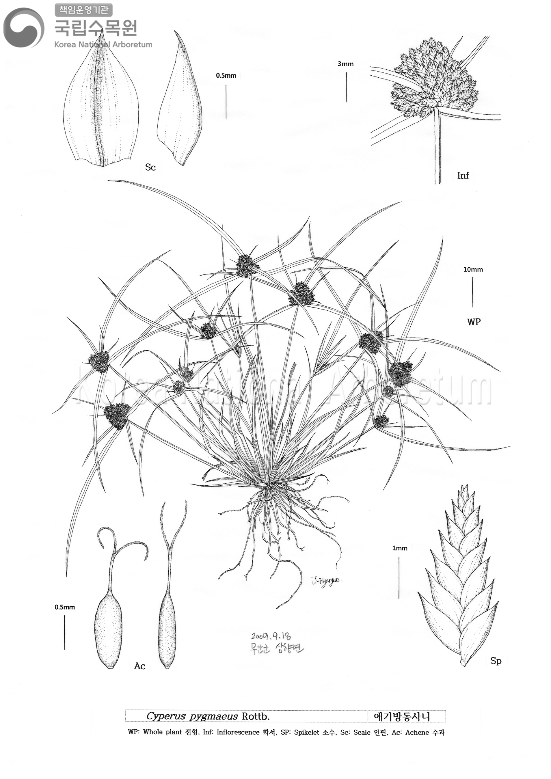 Plant Illustration Detailed View