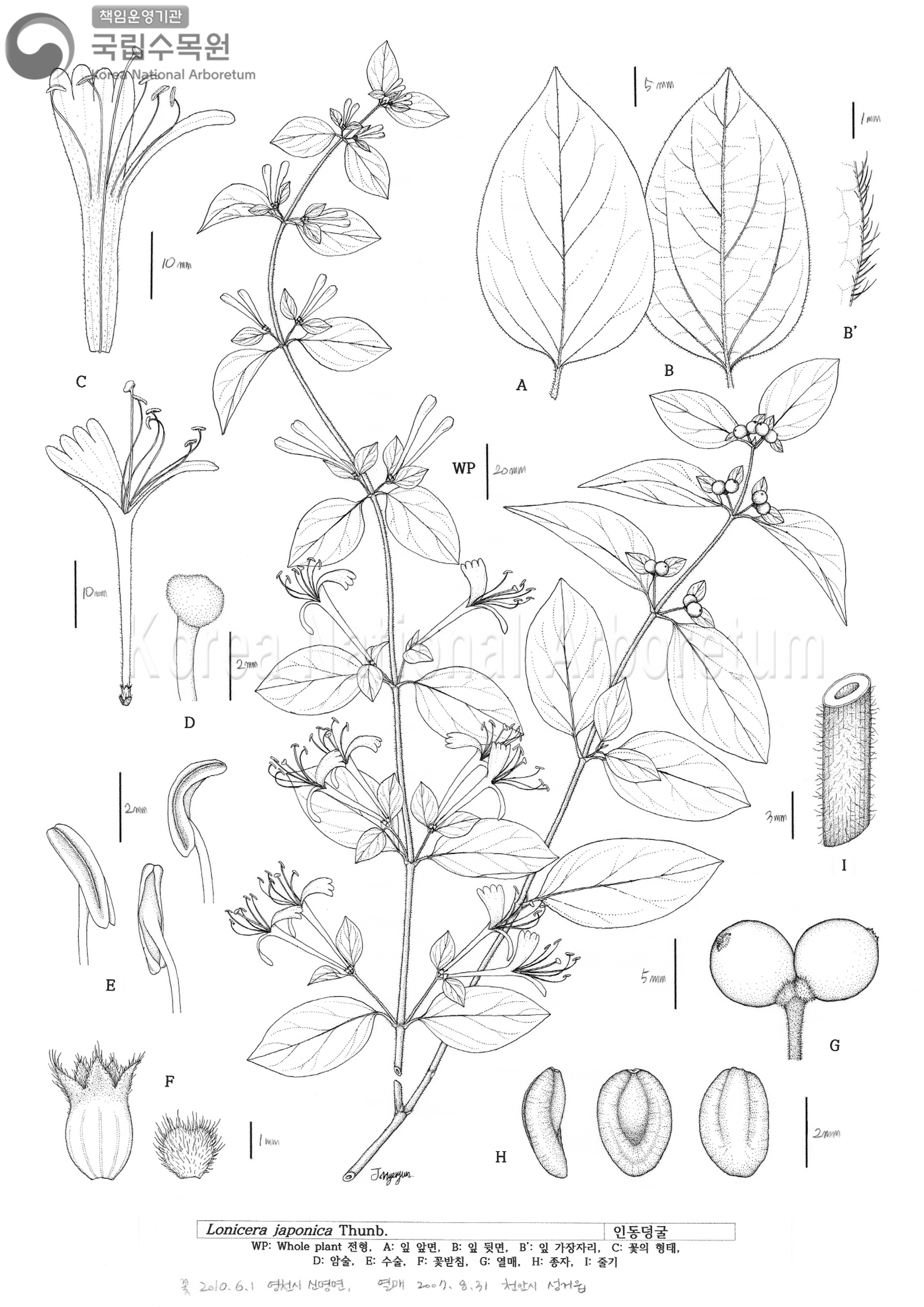 Plant Illustration Detailed View