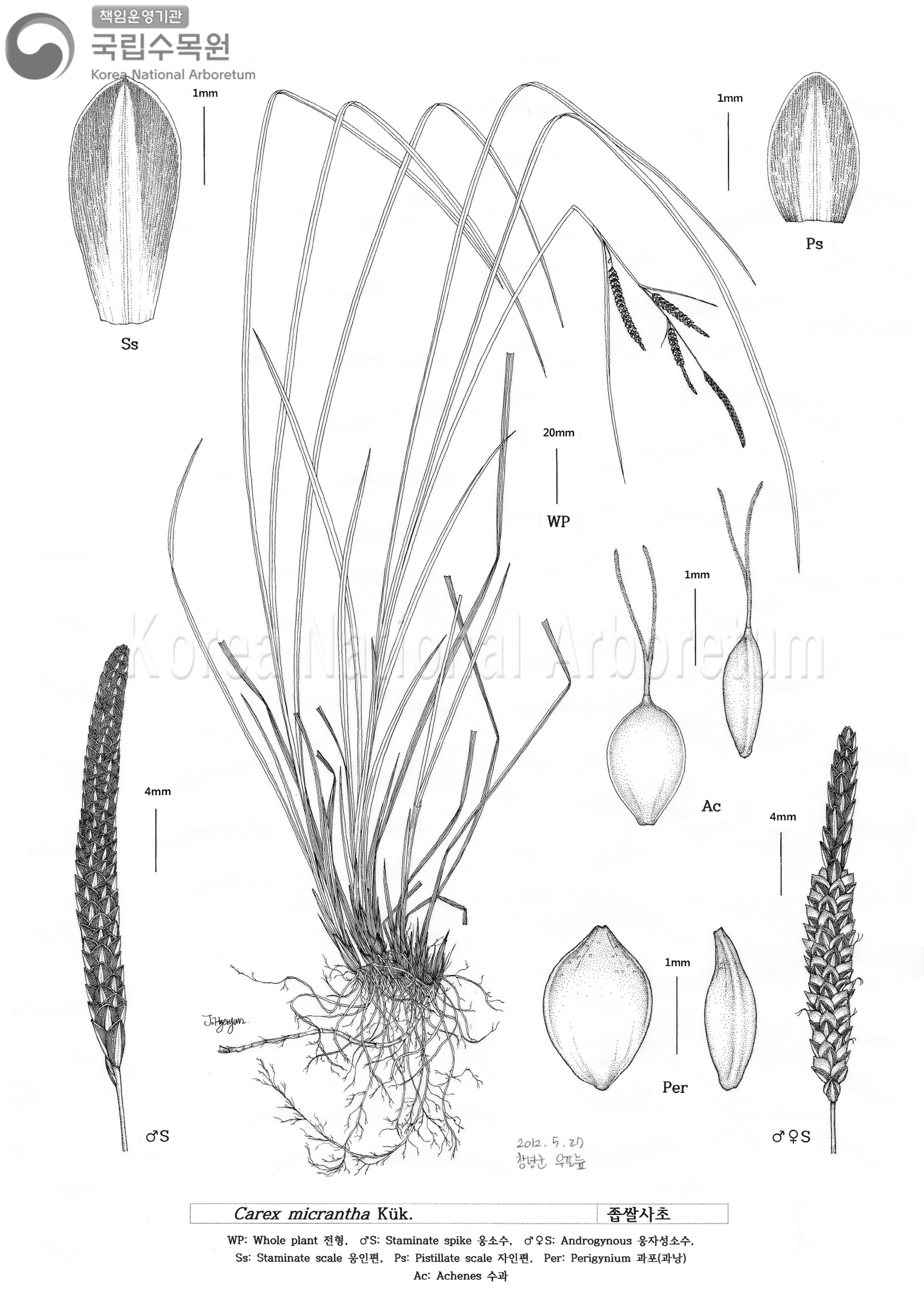 Plant Illustration Detailed View