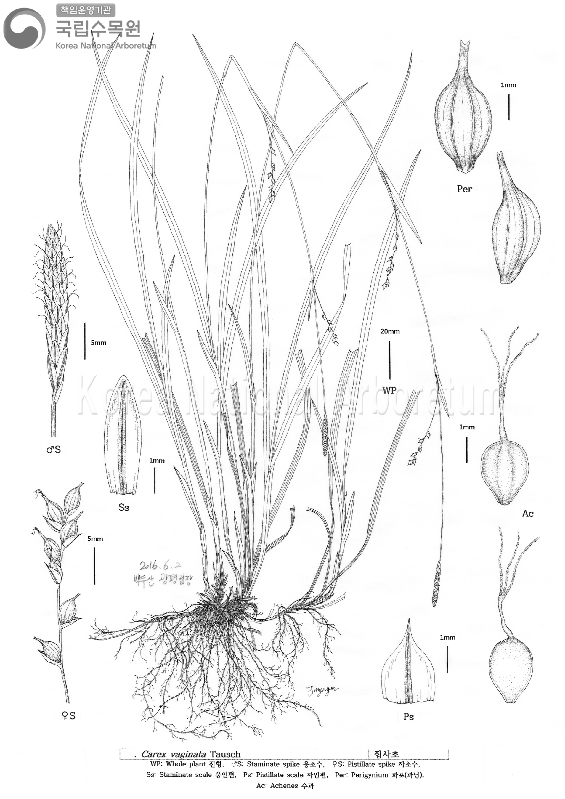 Plant Illustration Detailed View