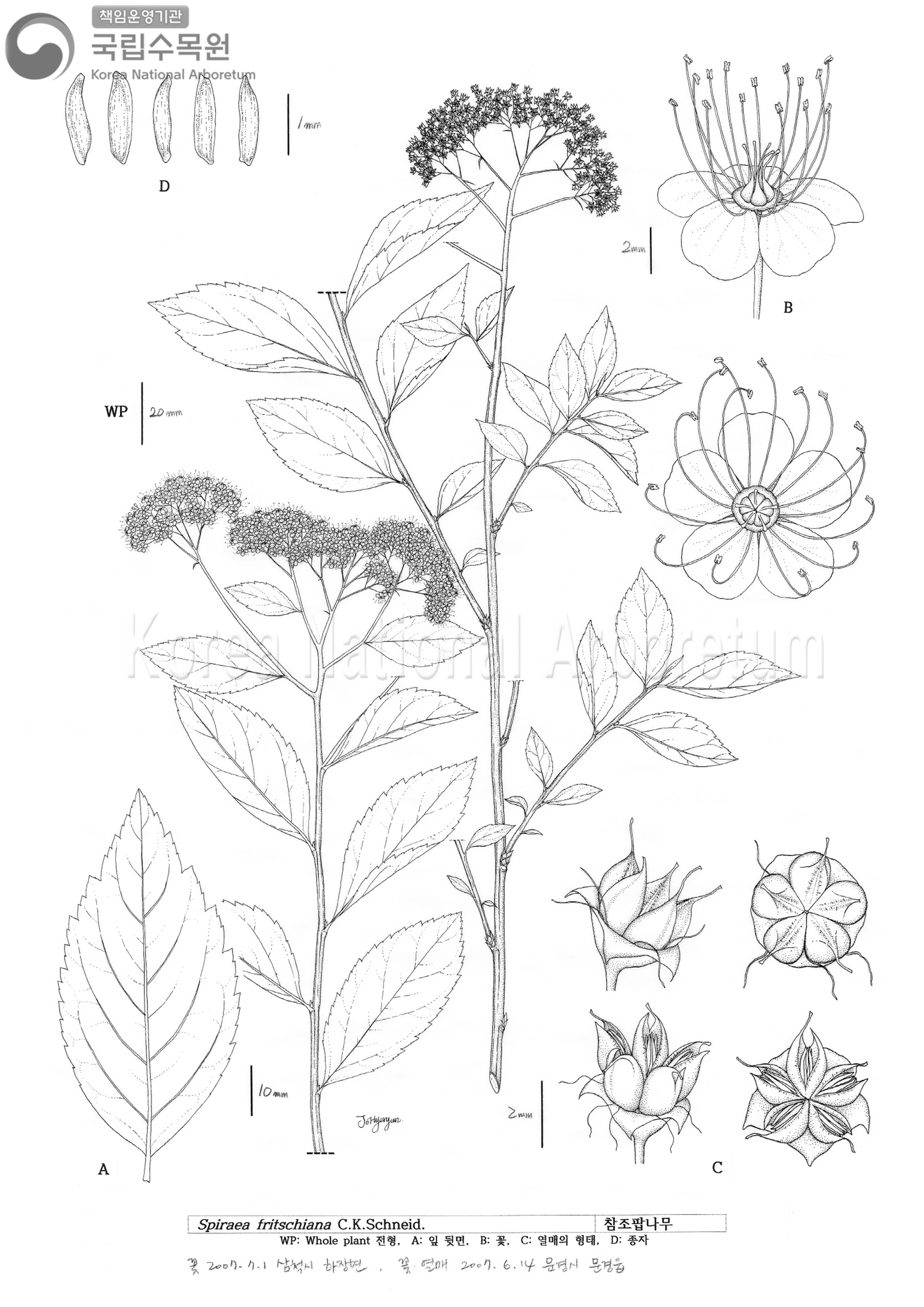 Plant Illustration Detailed View